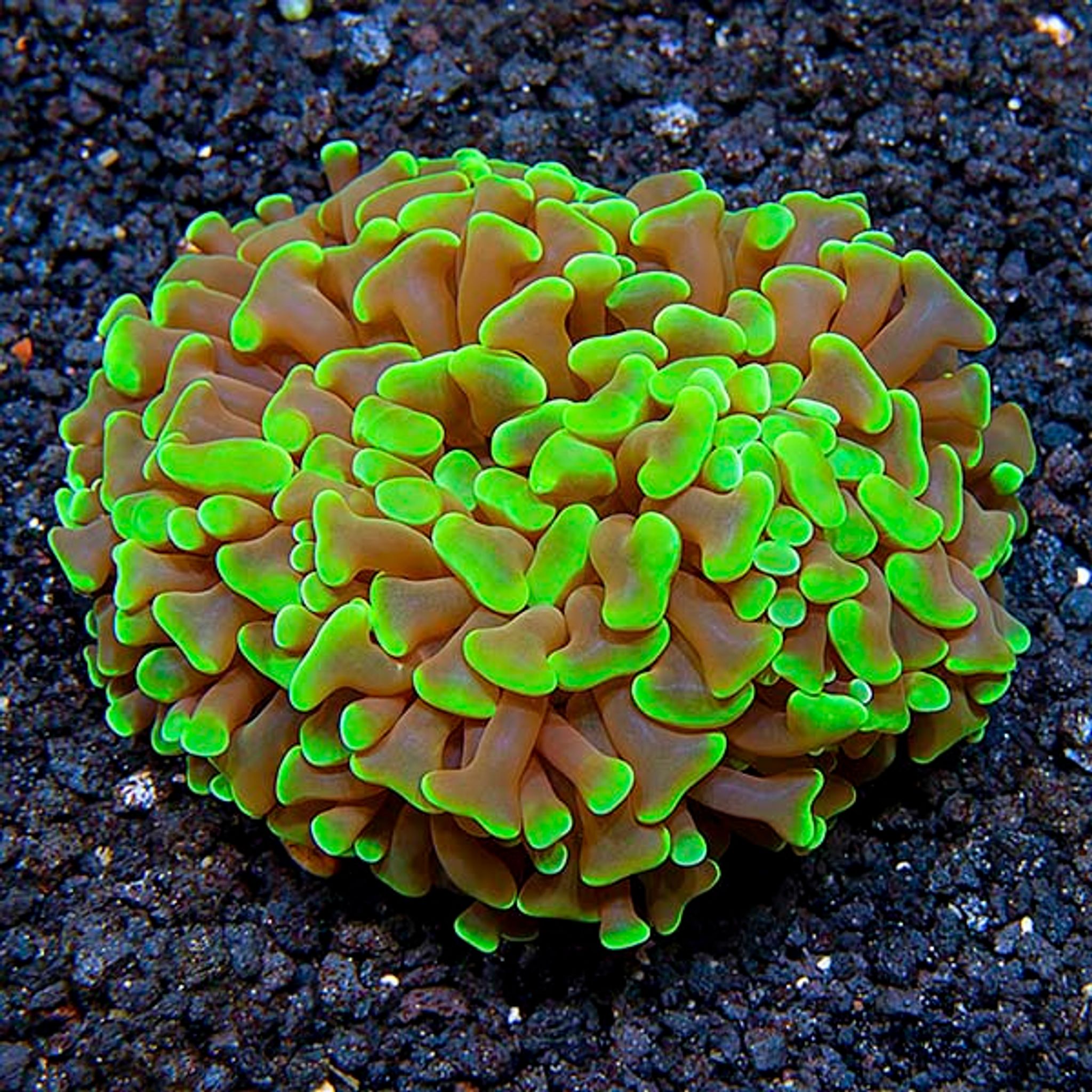 Hammer Coral