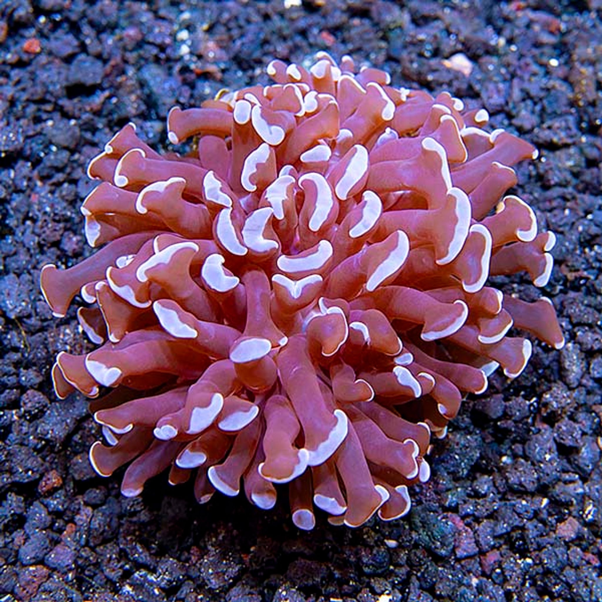 Hammer Coral