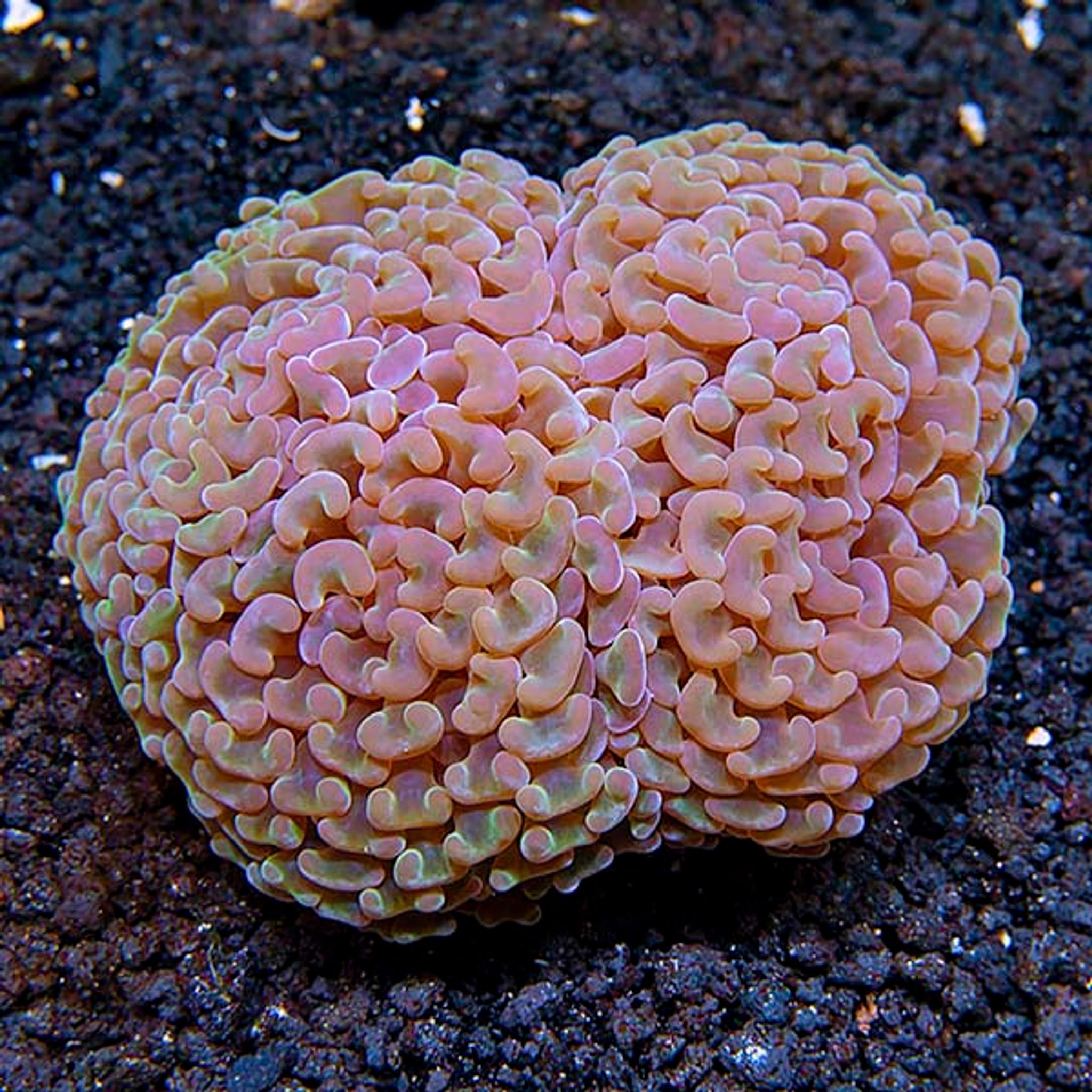 Hammer Coral