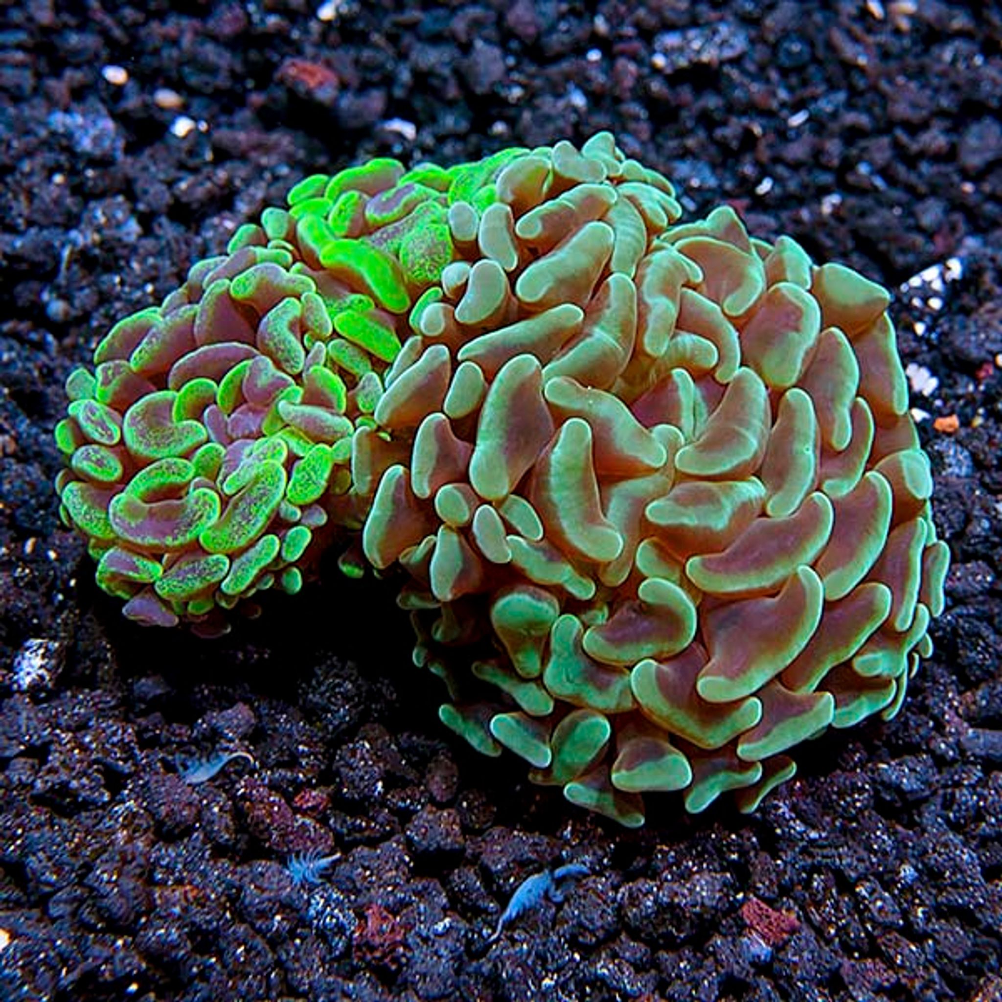 Hammer Coral
