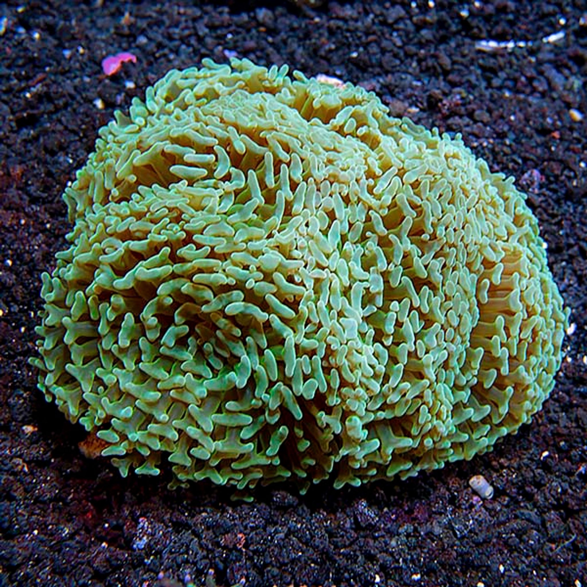 Hammer Coral