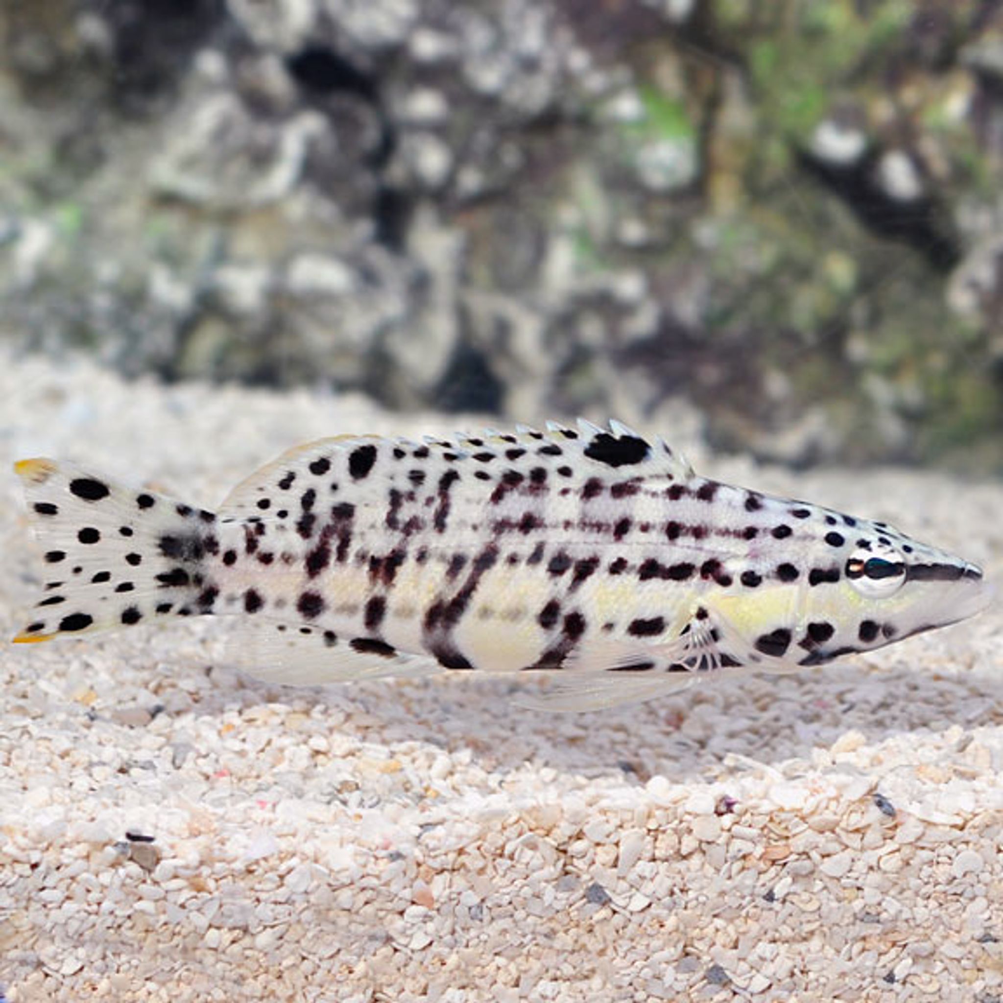 Harlequin Bass