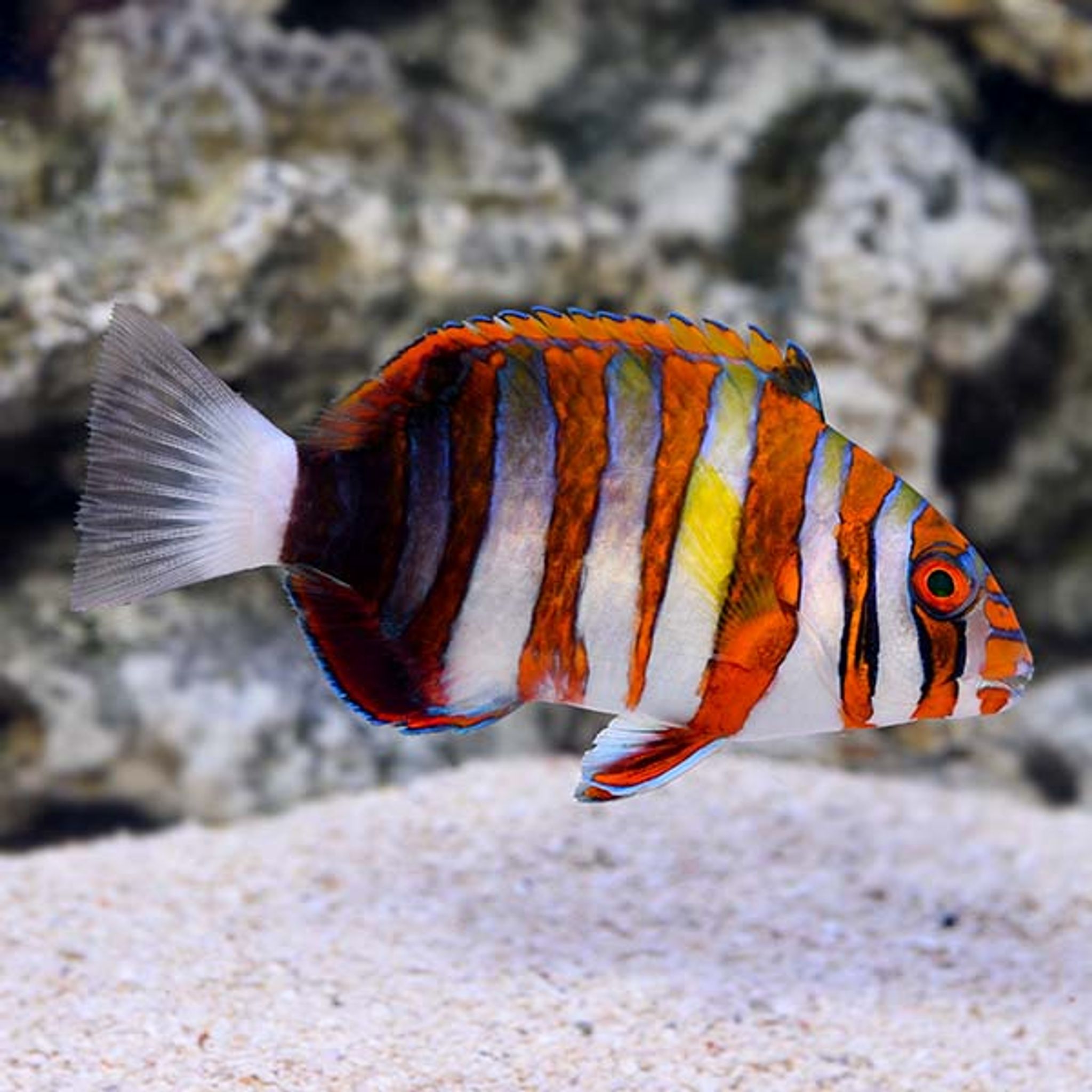 Harlequin Tusk (Choerodon fasciatus)