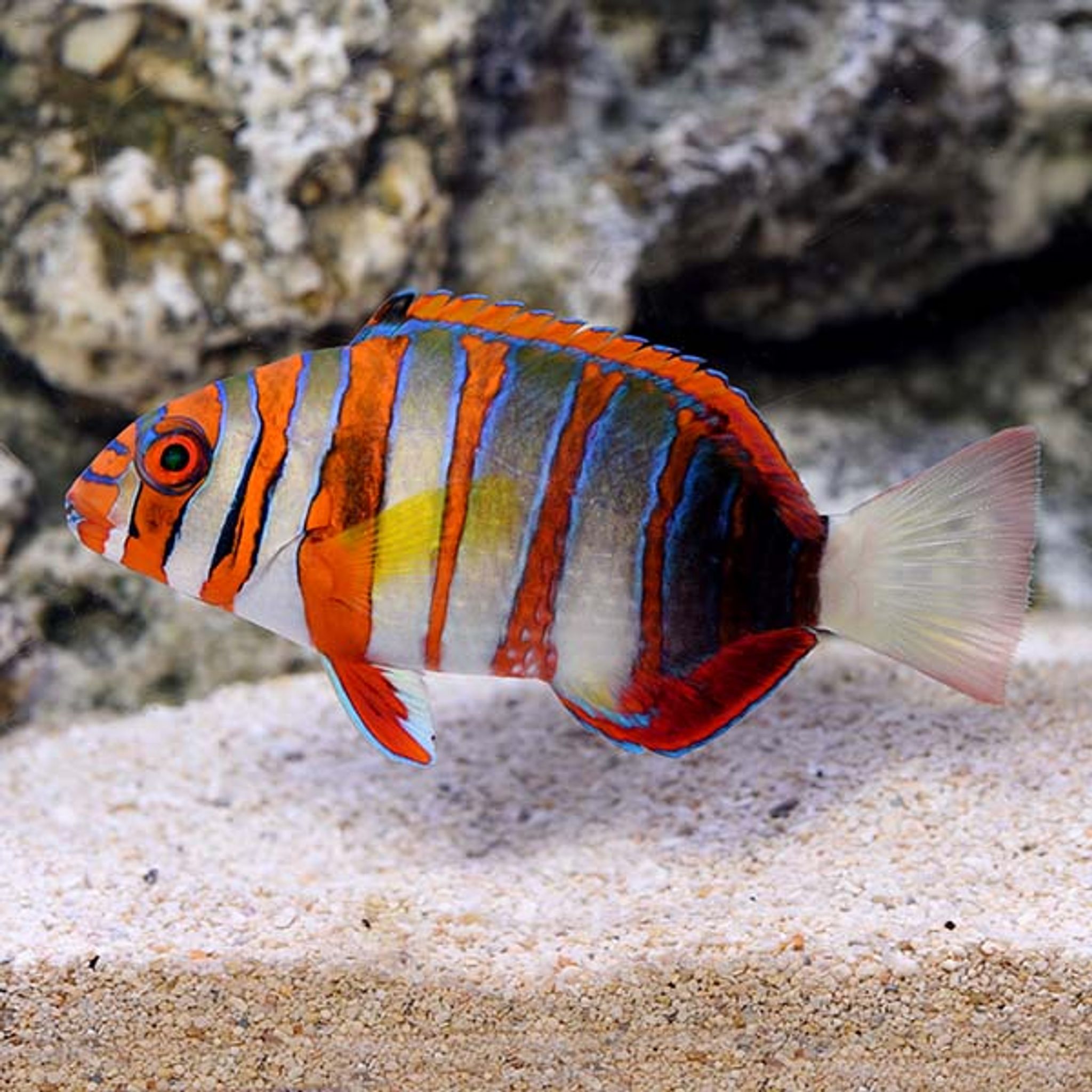 Harlequin Tusk (Choerodon fasciatus)