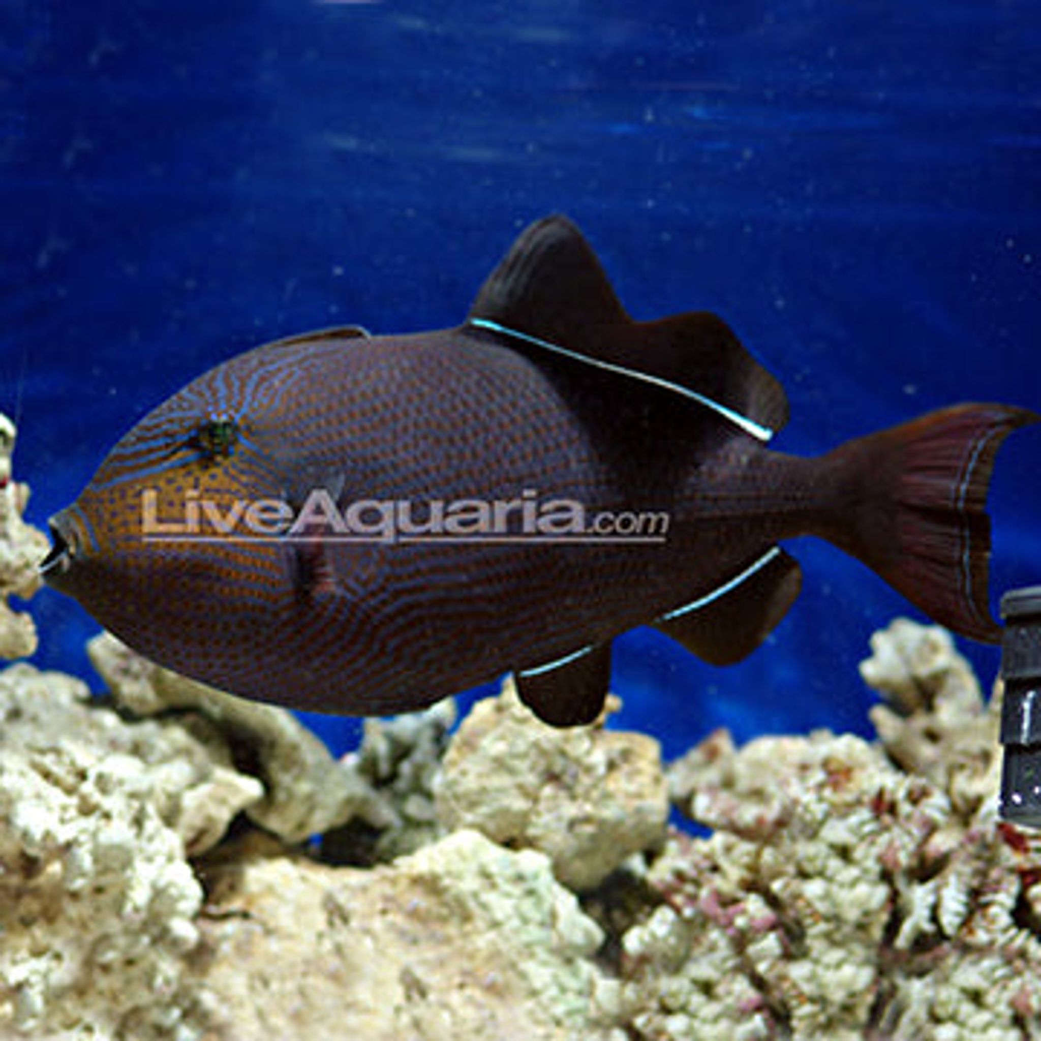 Black Triggerfish