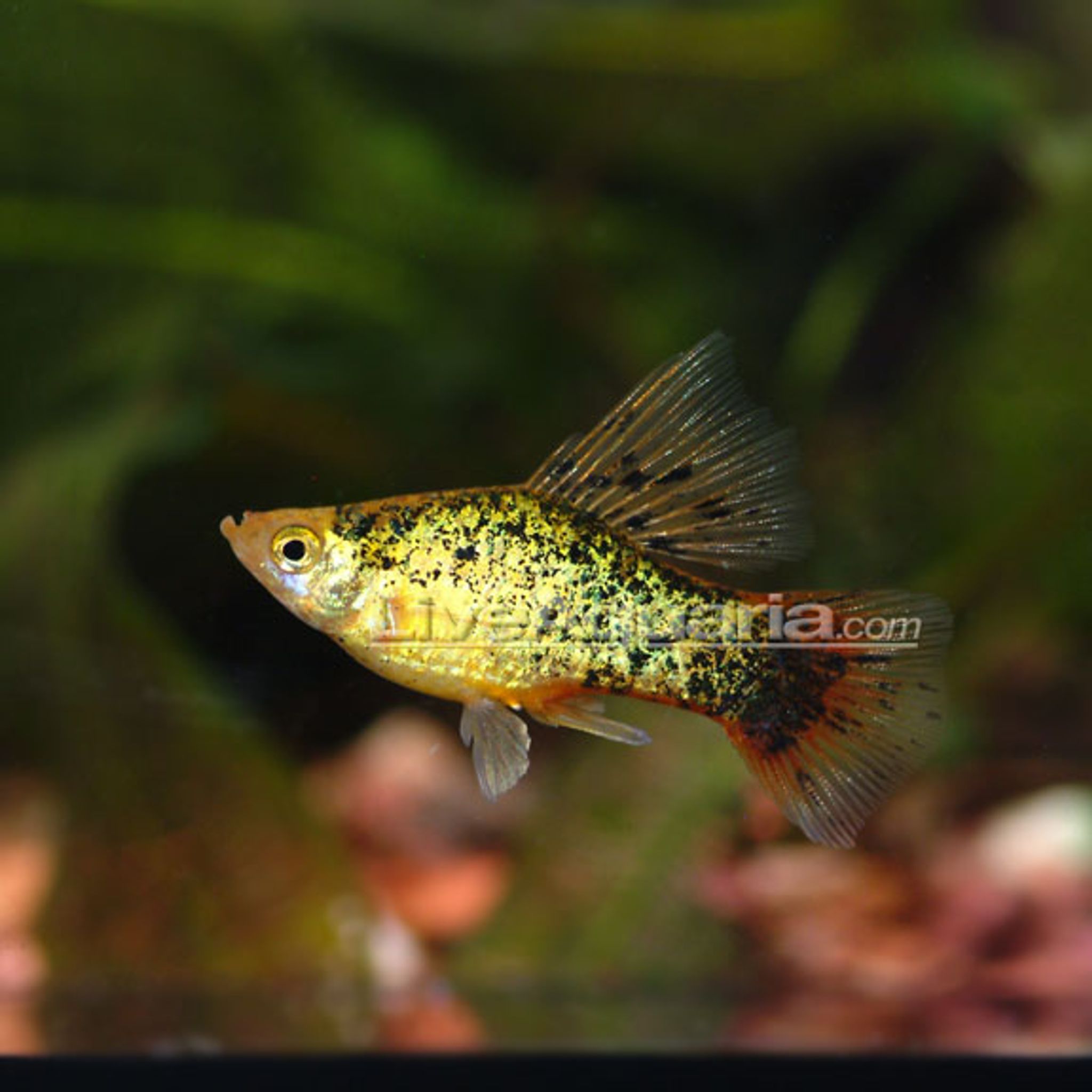 Assorted Hi Fin Platy (Xiphophorus maculatus)