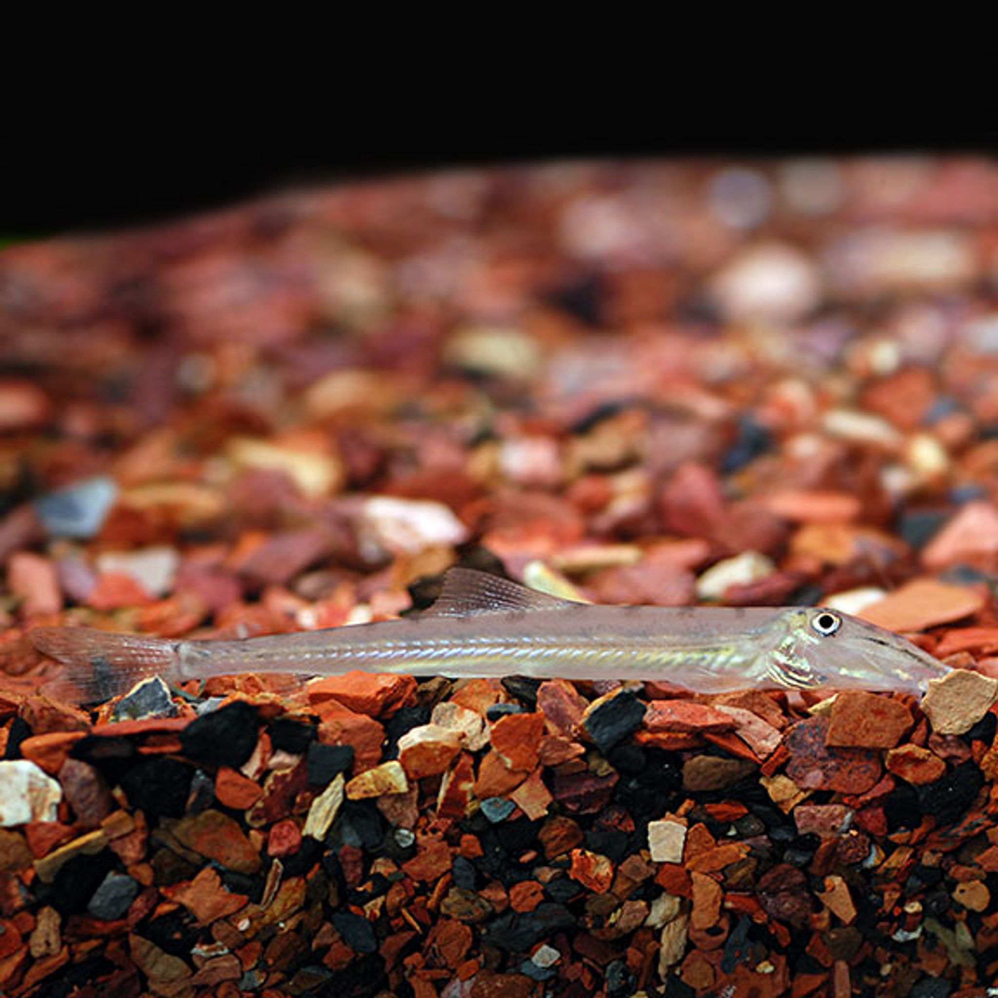 Horseface Loach