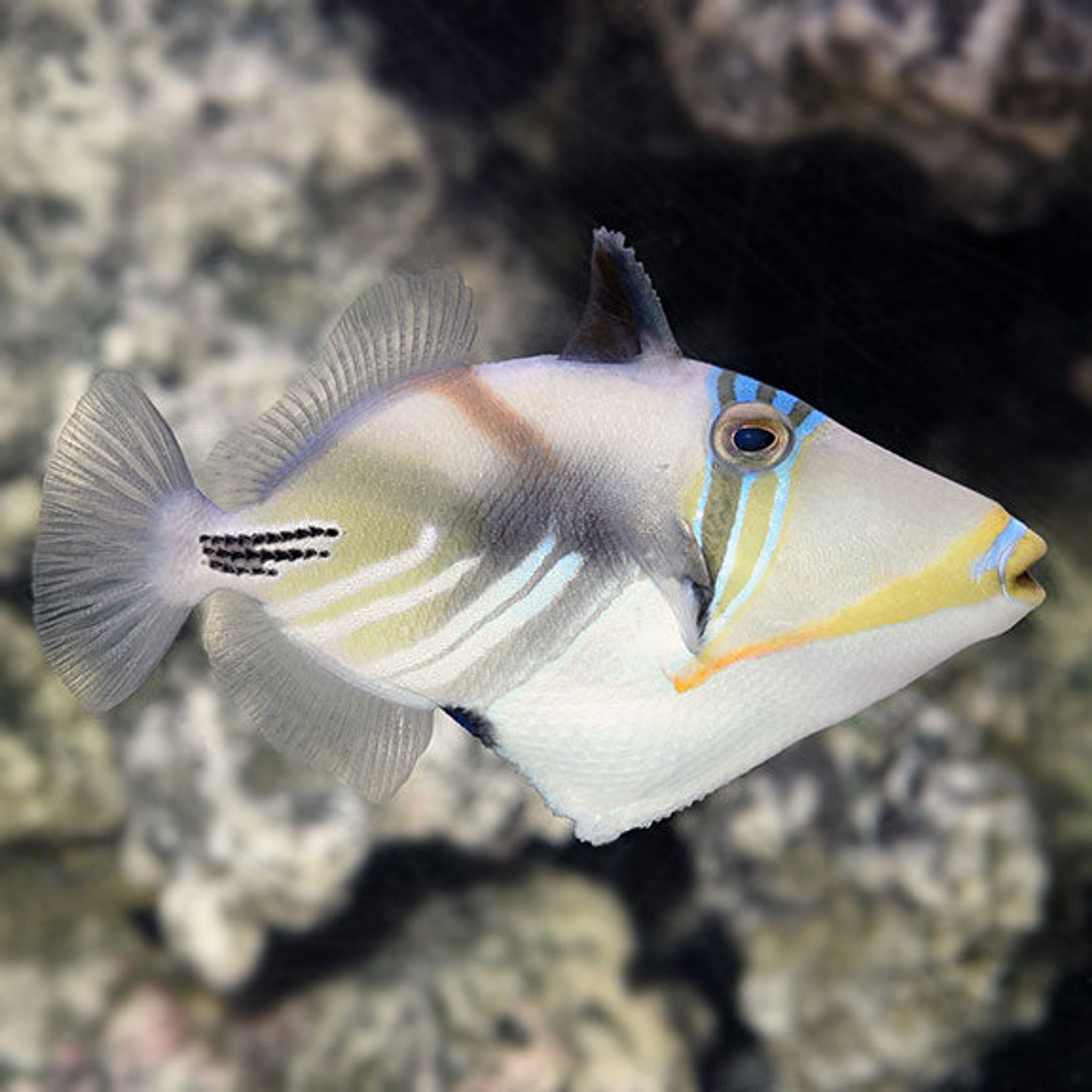 How to Feed Picasso Triggerfish: Foods, Frequency and Common Feeding Problems