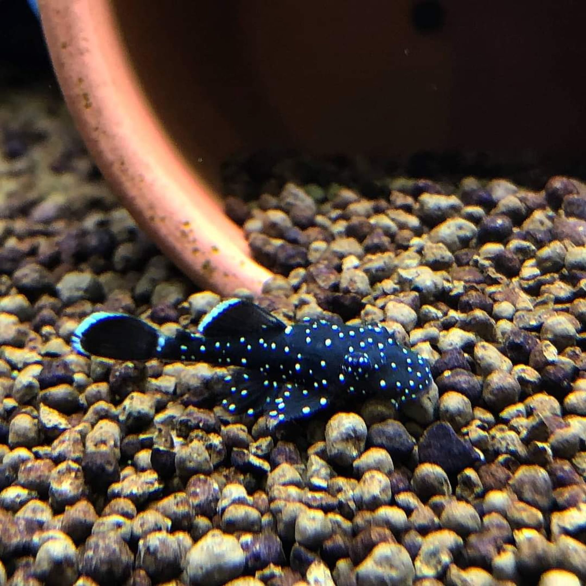 Ancistrus Dolichopterus L183