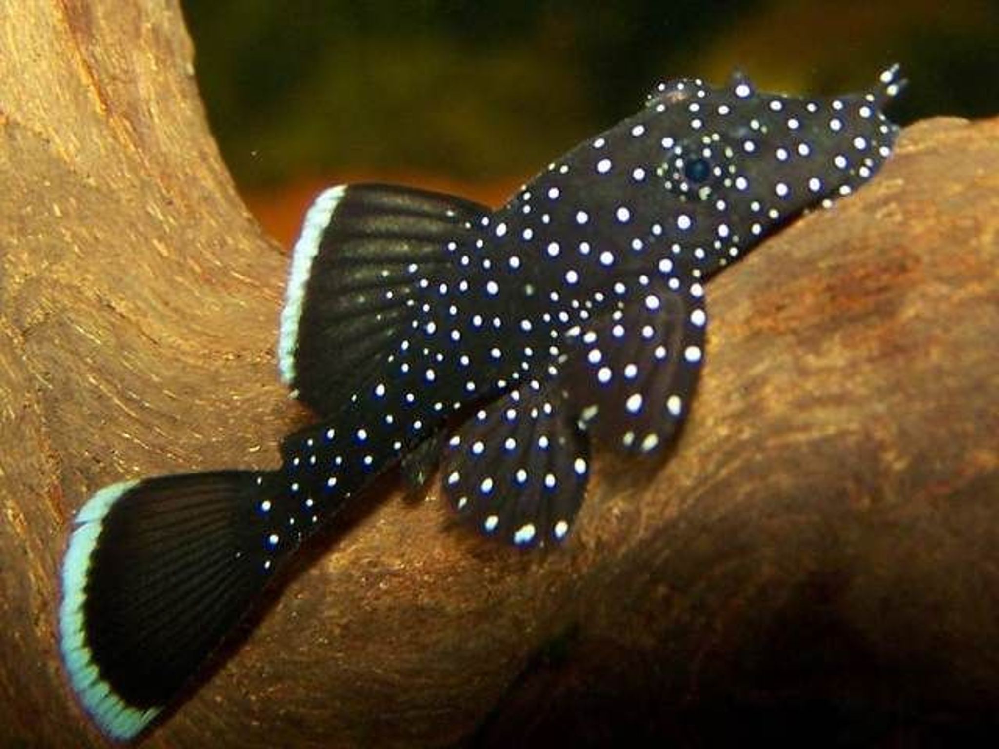 Ancistrus Dolichopterus L183
