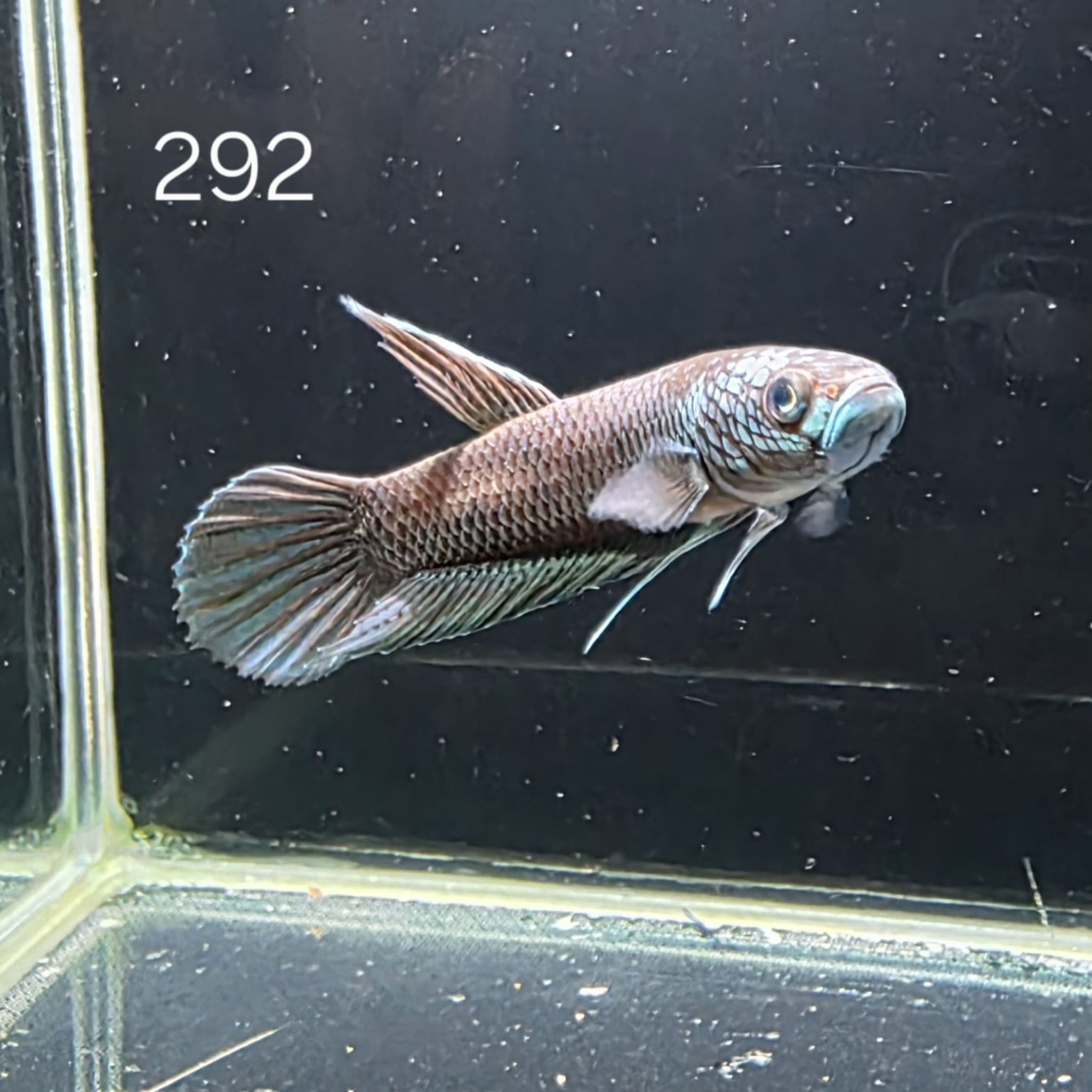 Antuta Male (A292)