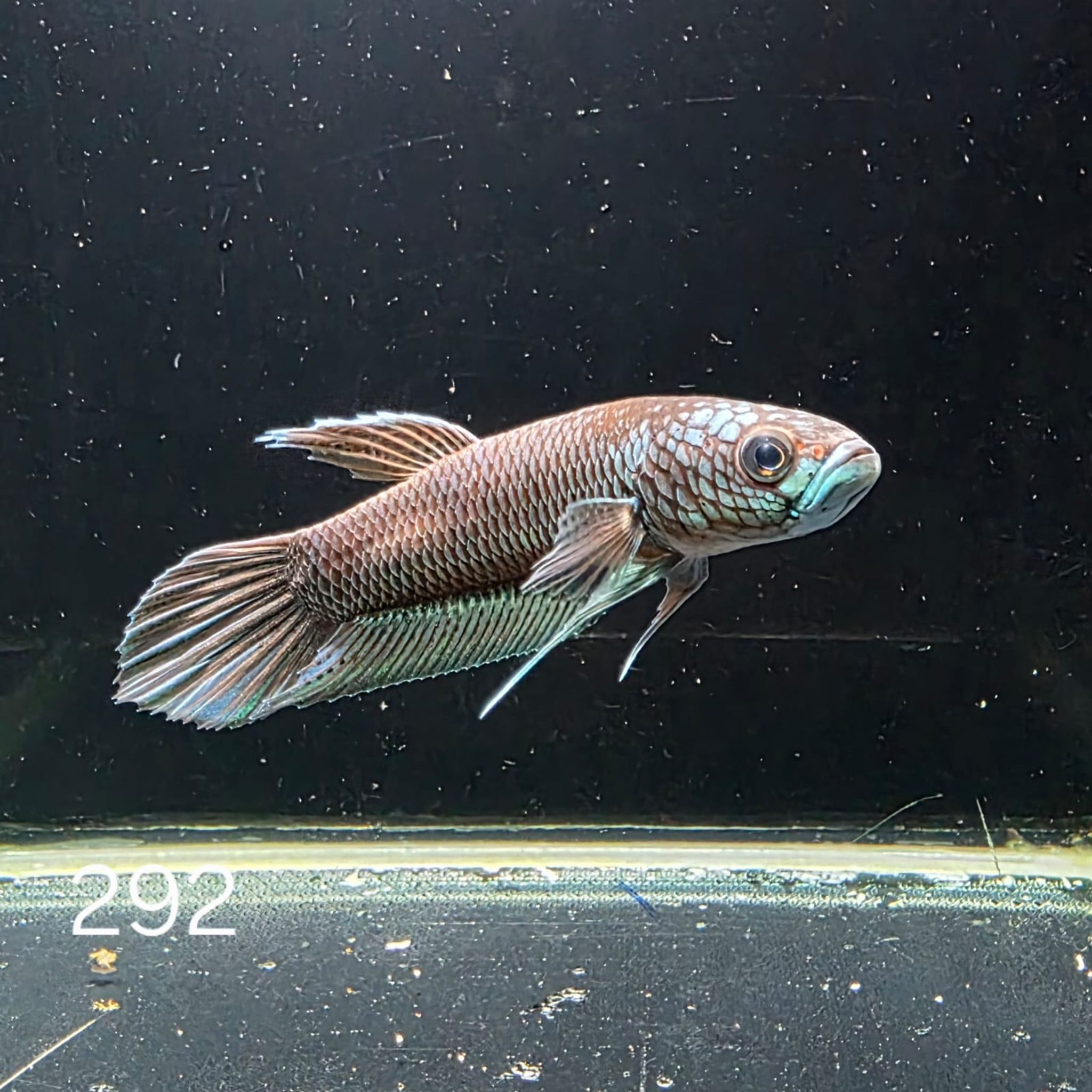 Antuta Male (A292)