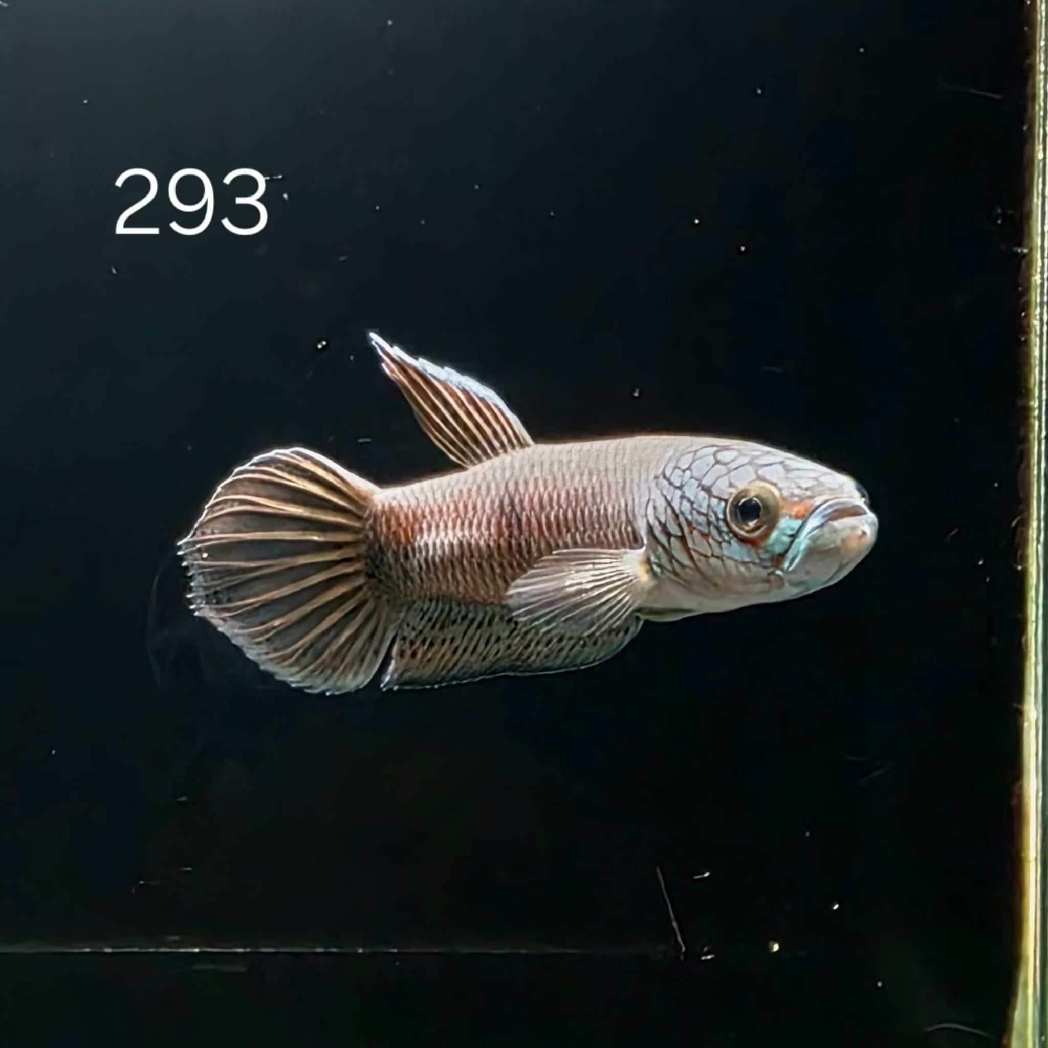 Antuta Male (A293)