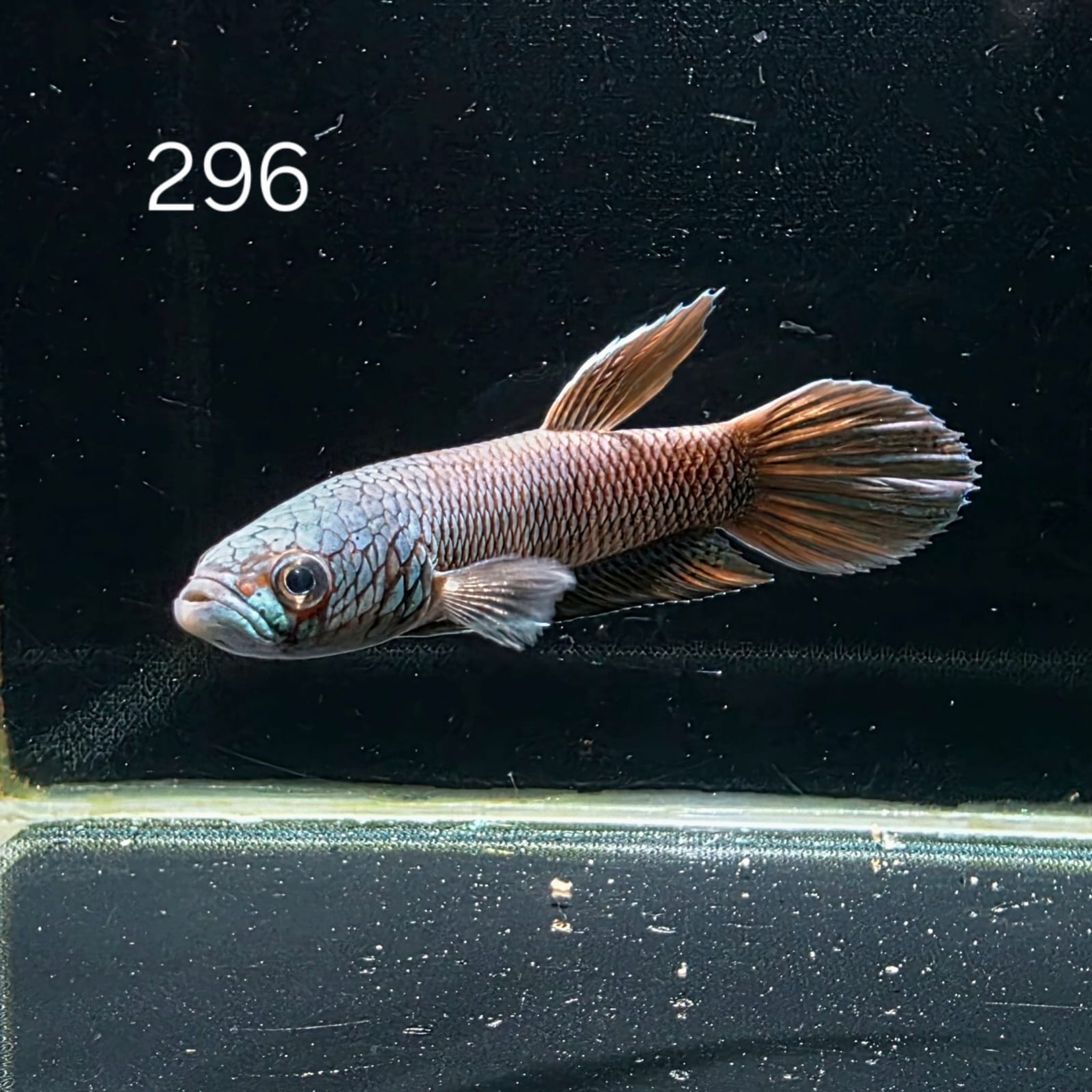 Antuta Male (A296)