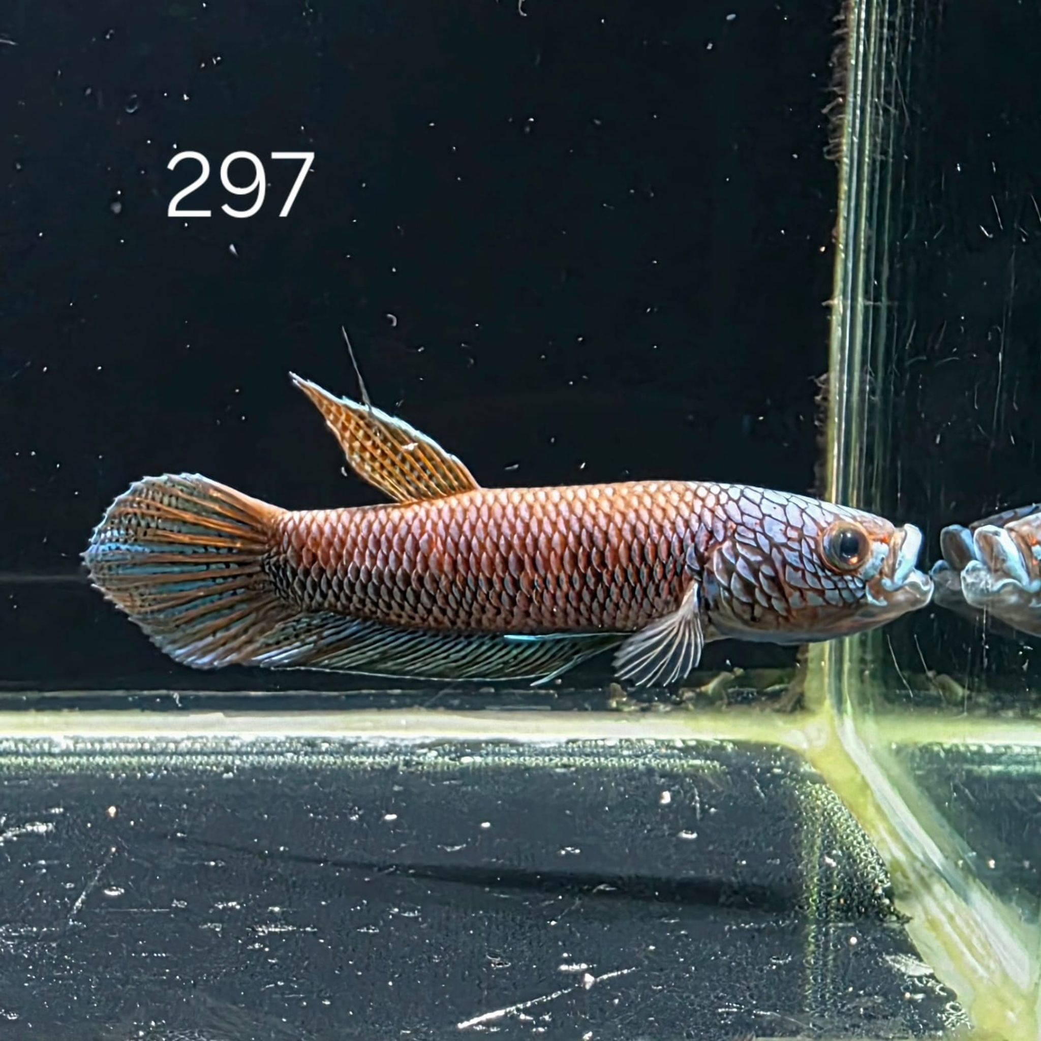 Antuta Male (A297)