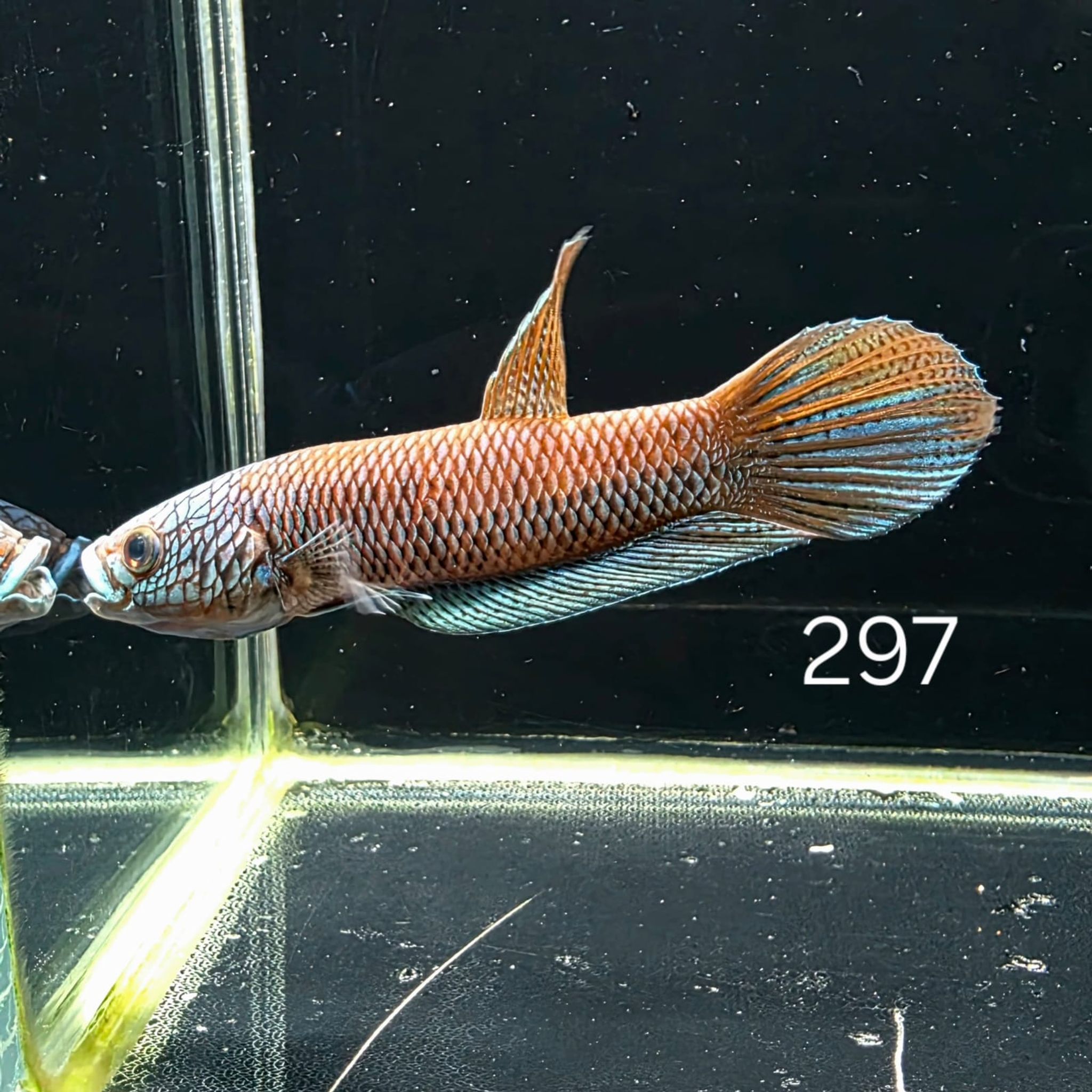 Antuta Male (A297)