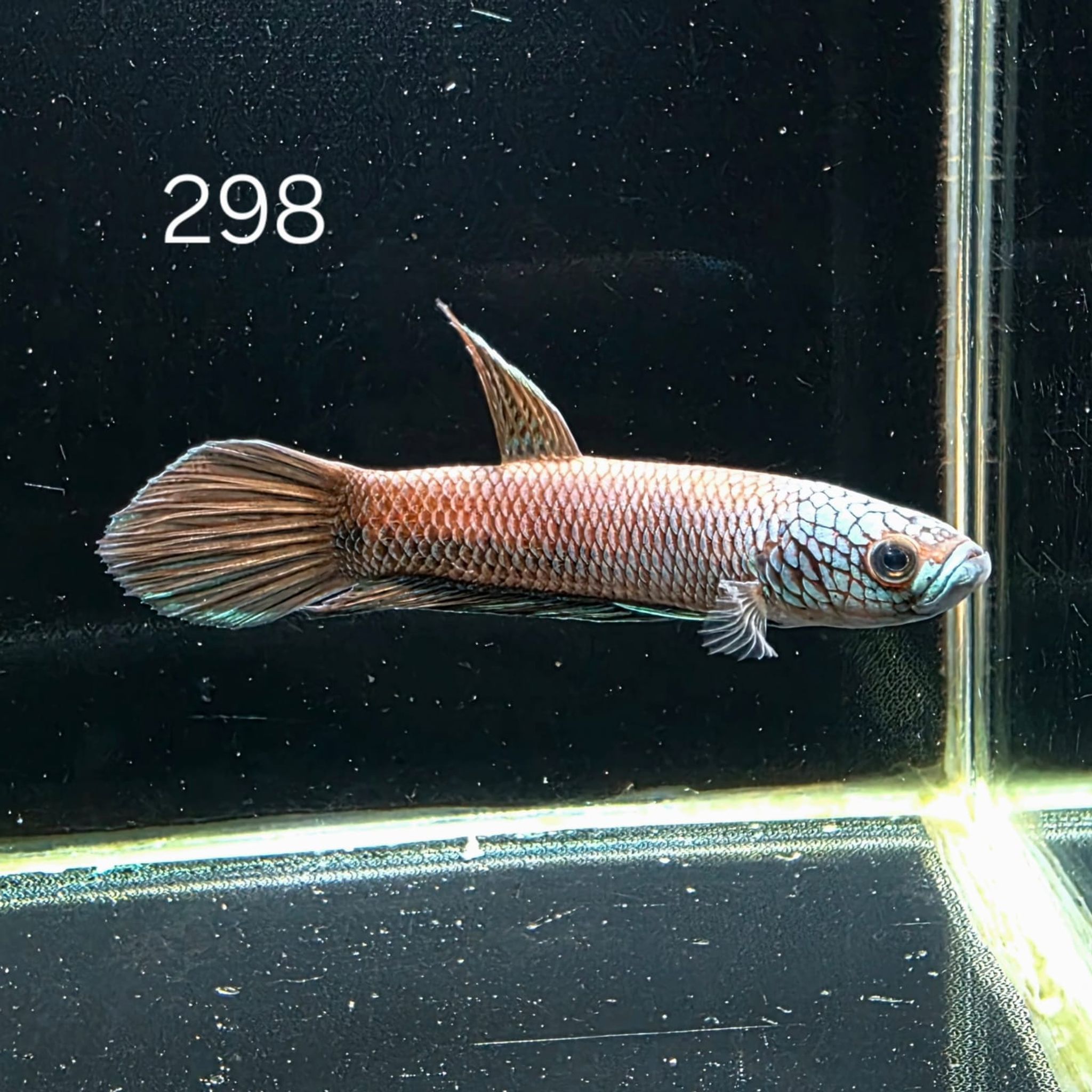 Antuta Male (A298)