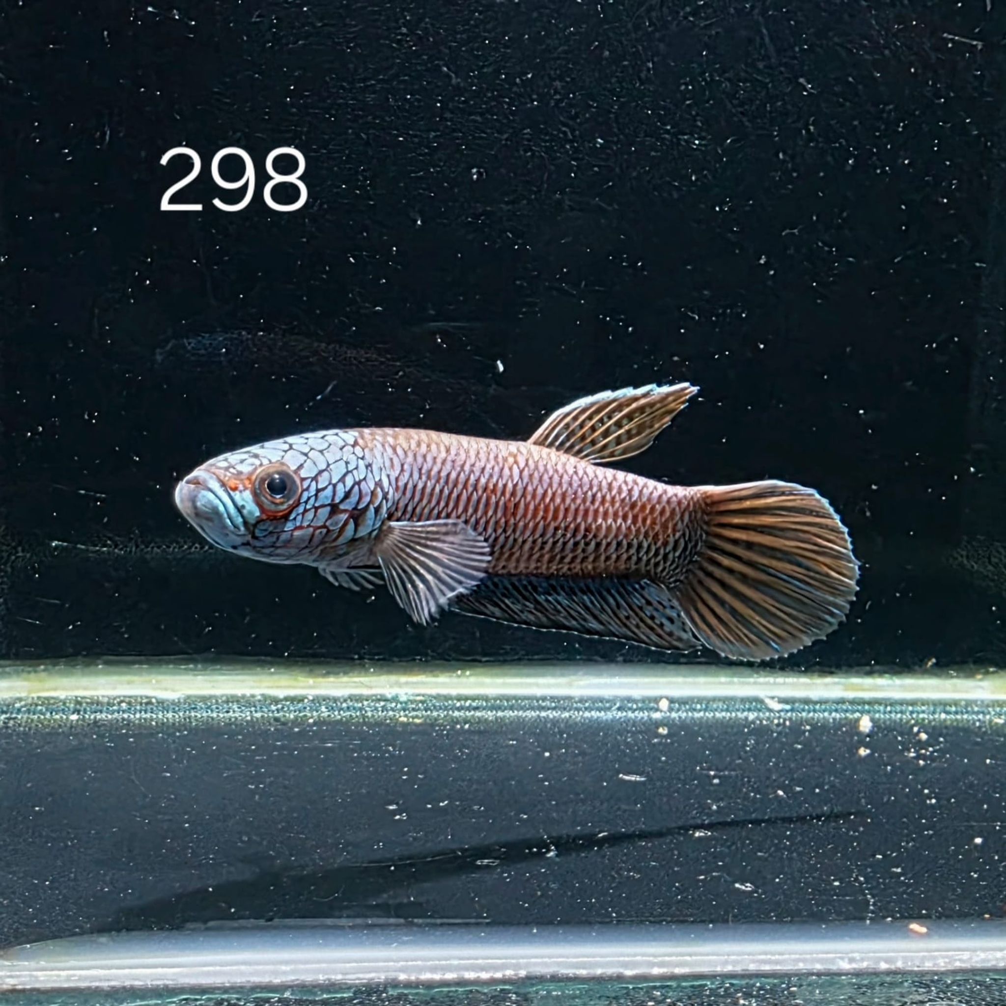 Antuta Male (A298)