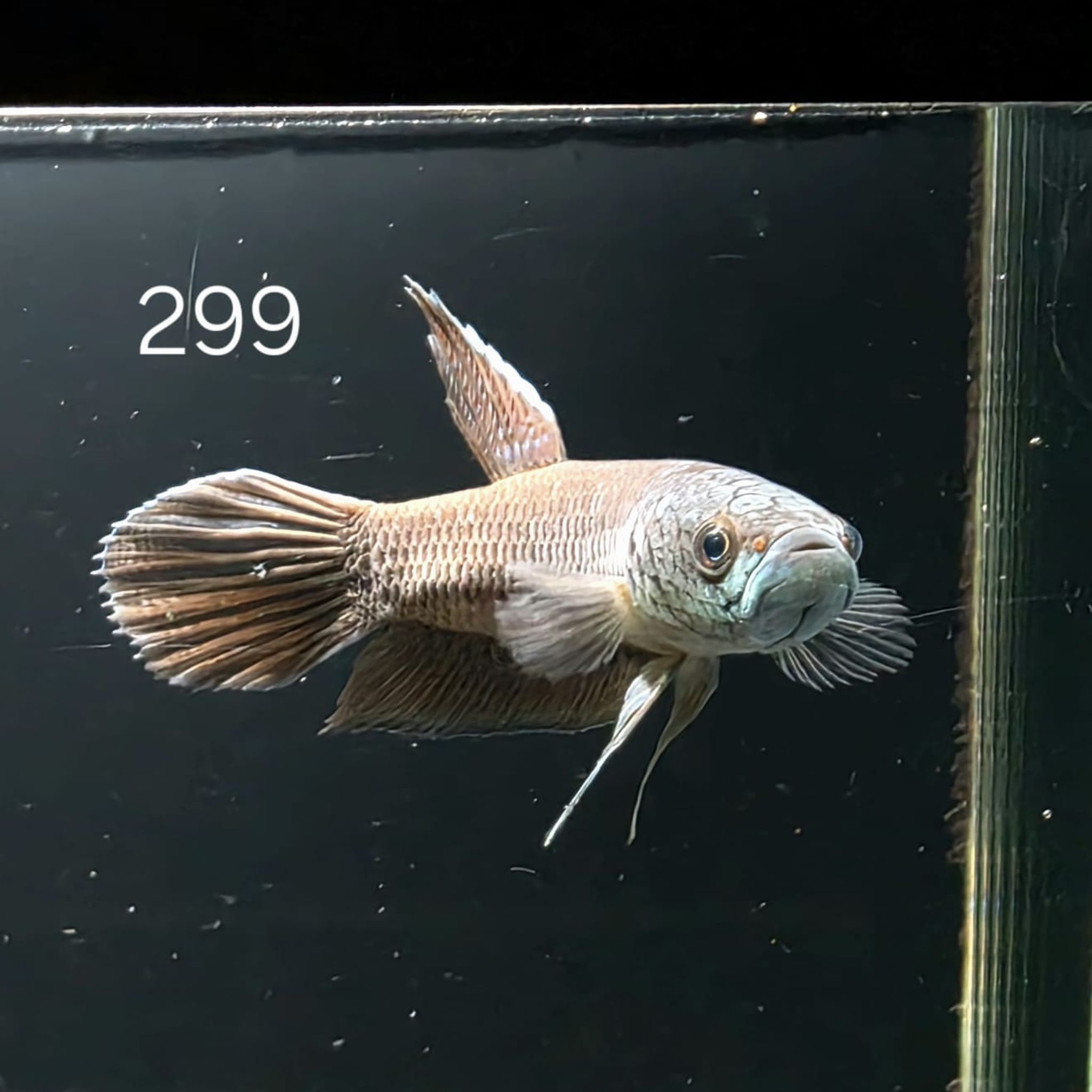 Antuta Male (A299)