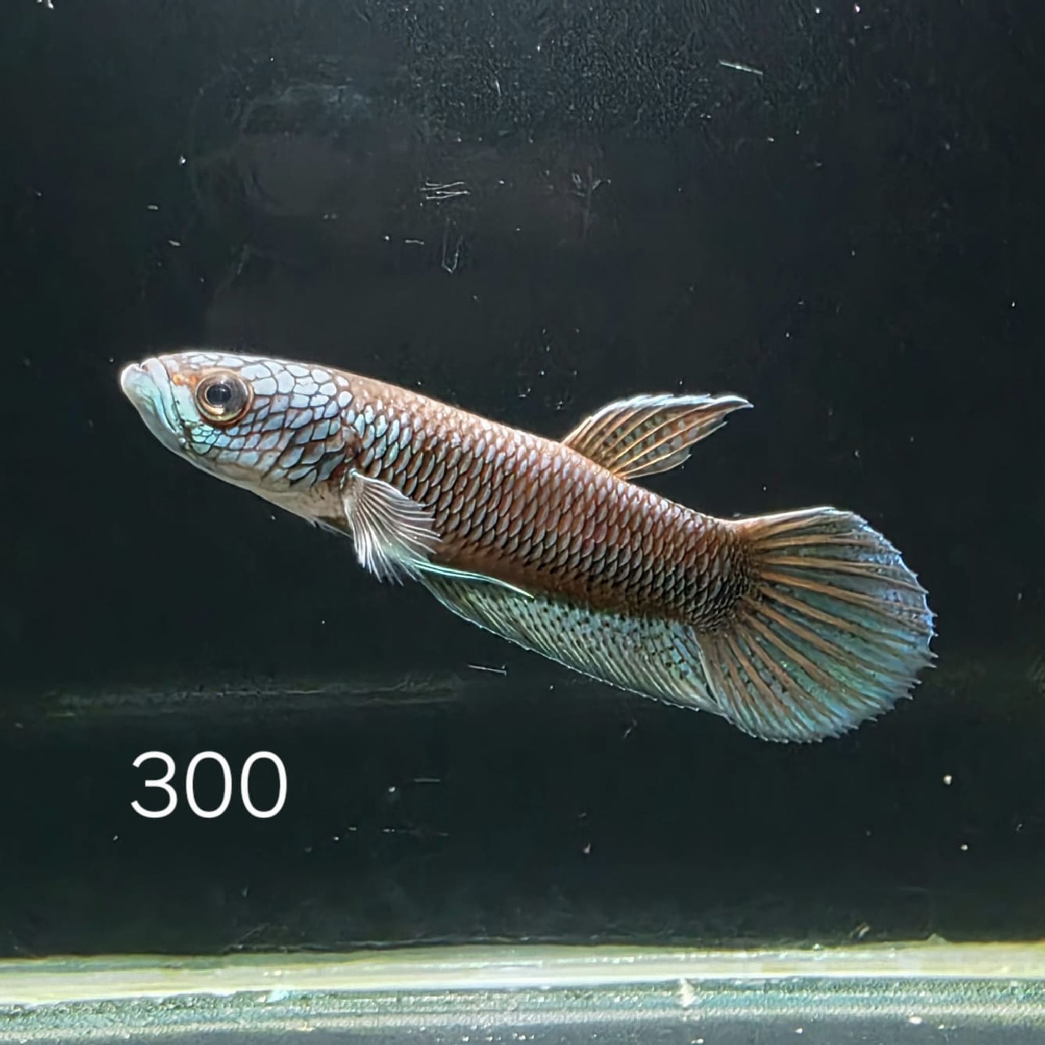 Antuta Male (A300)