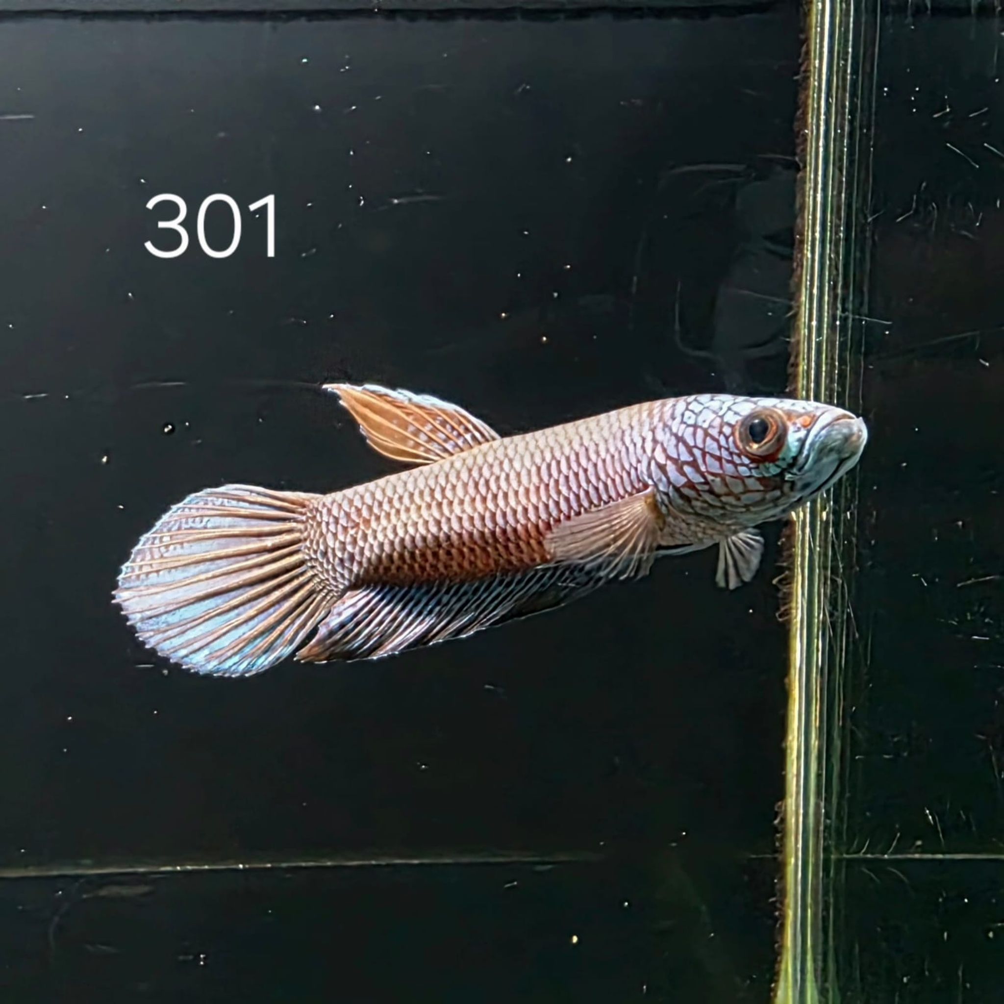 Antuta Male (A301)