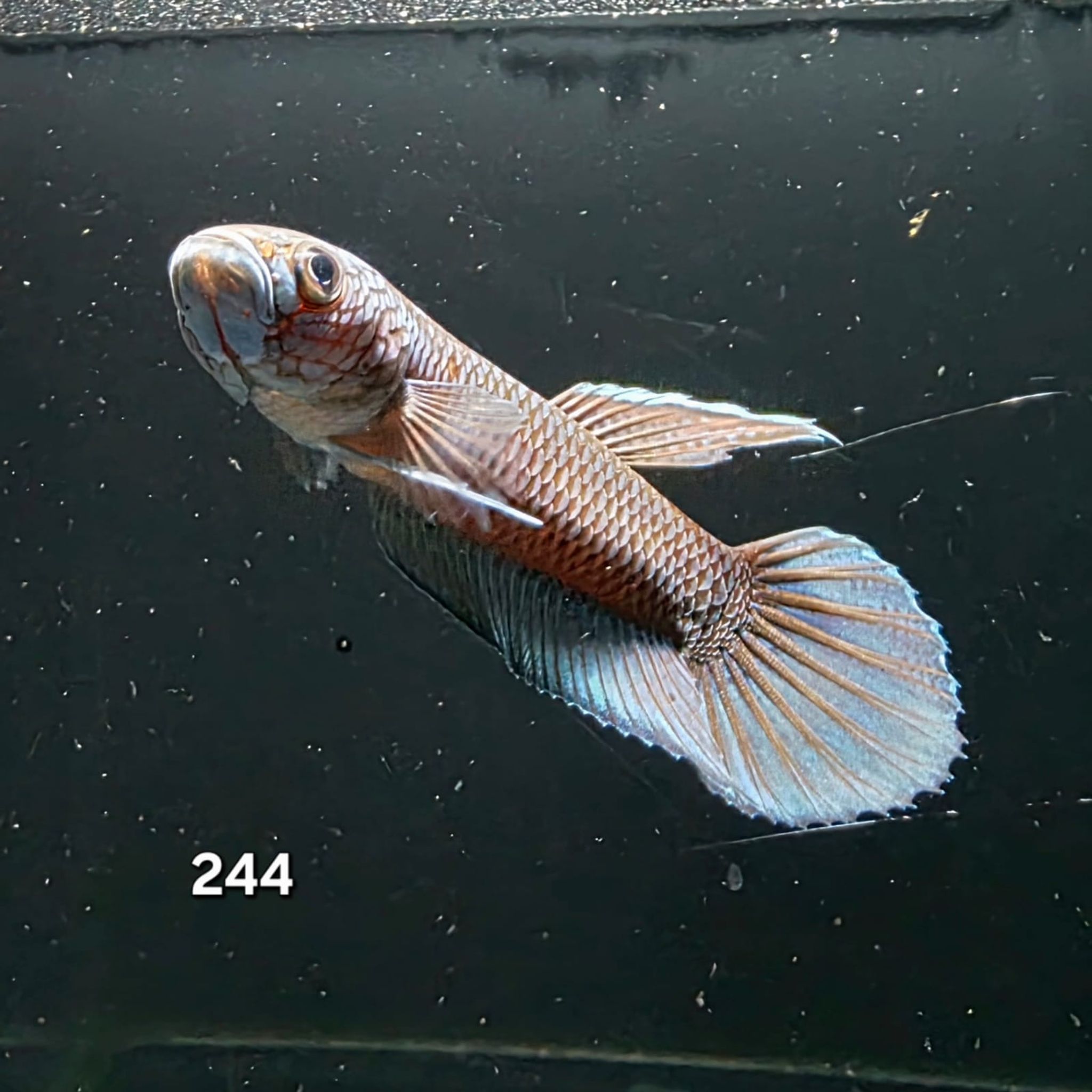 Antuta Male (IB244)
