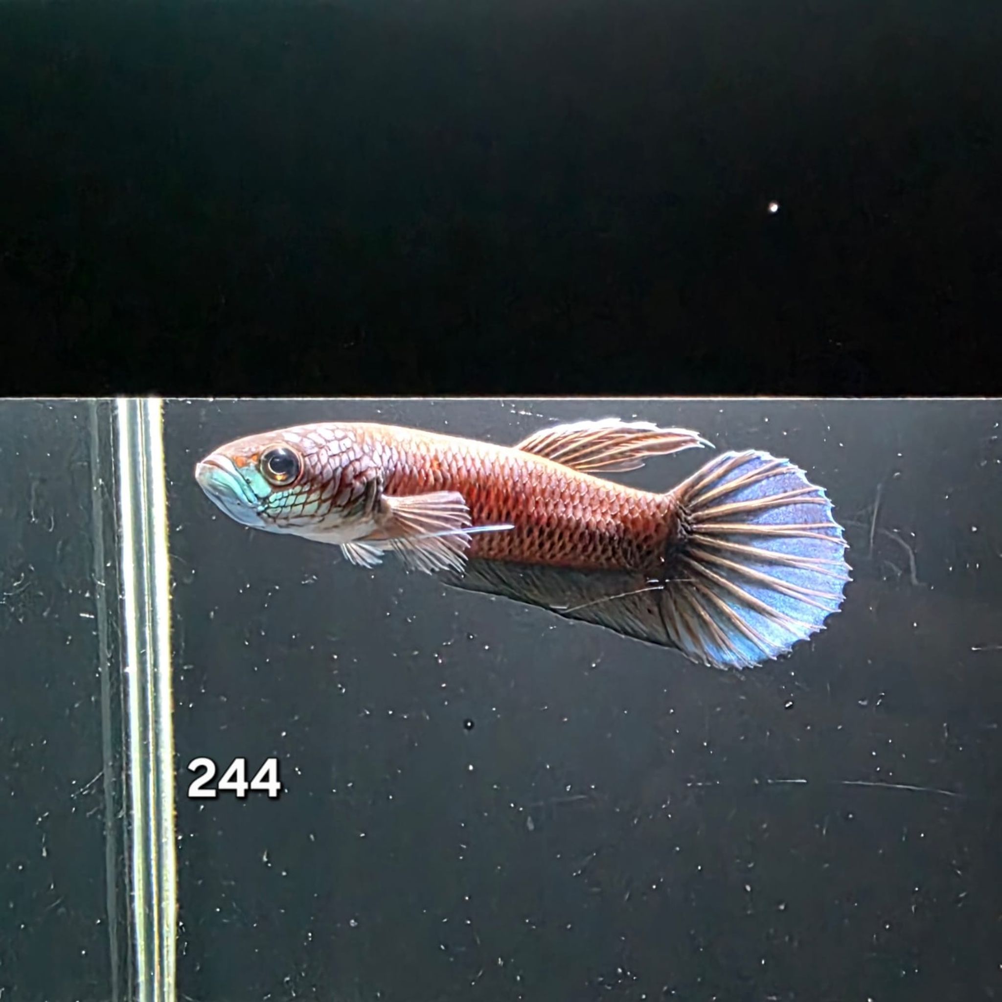 Antuta Male (IB244)