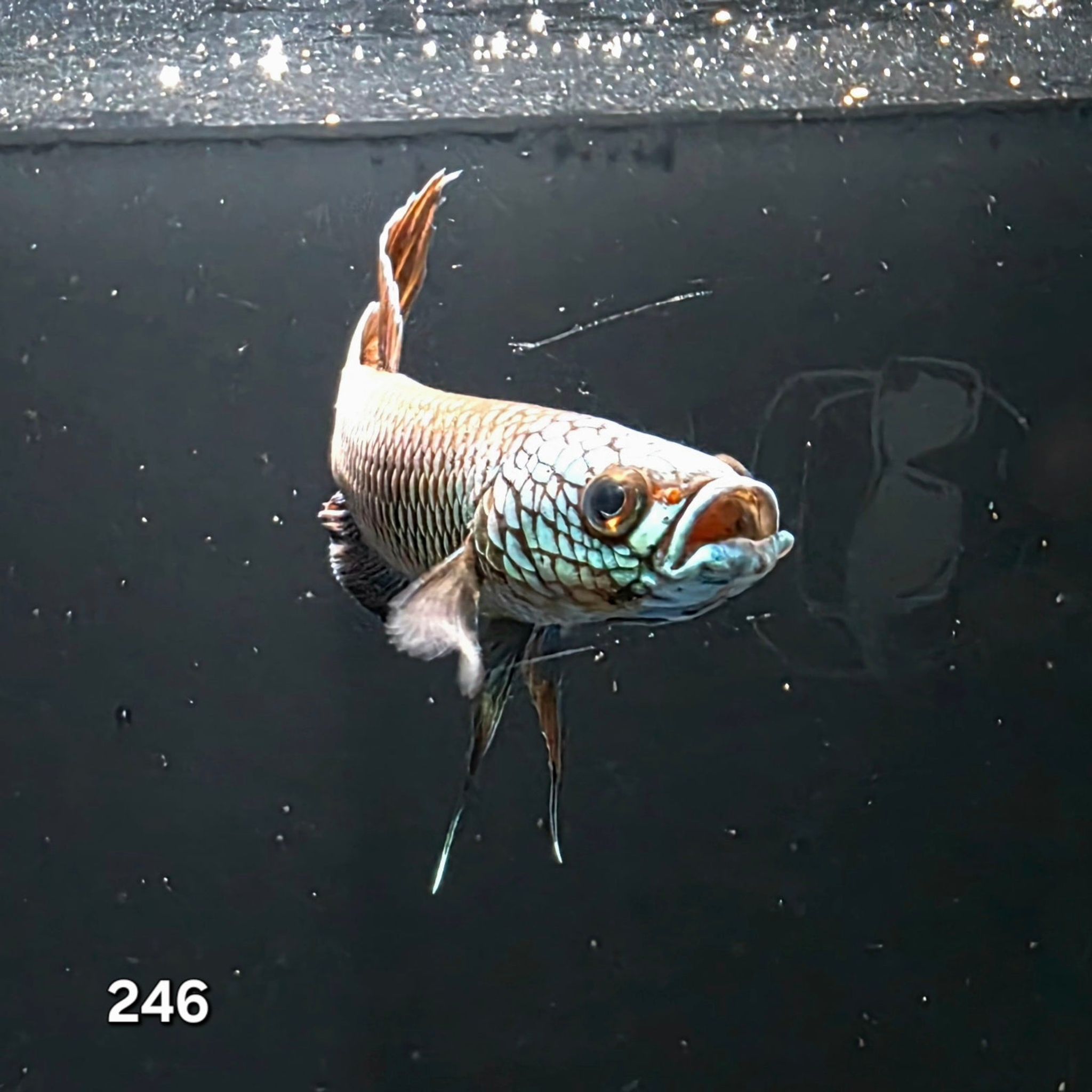 Antuta Male (IB246)
