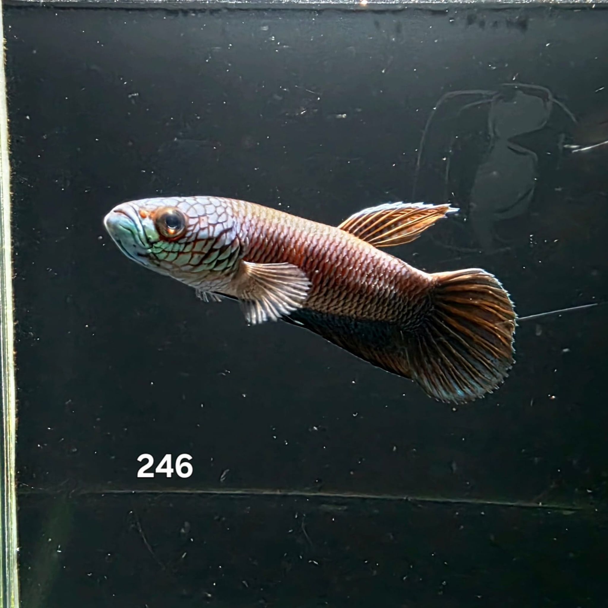 Antuta Male (IB246)