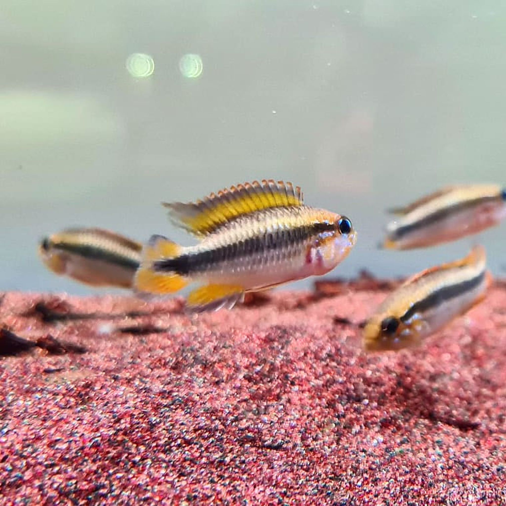 Apistogramma Agassizii "Double Red"