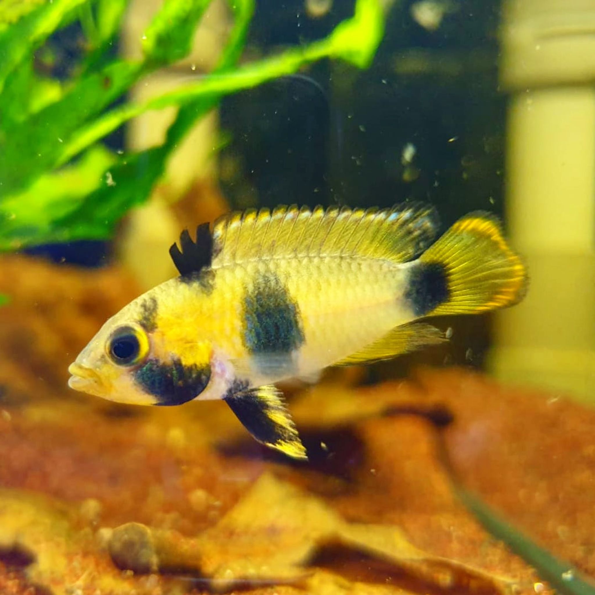 Apistogramma Nijsseni