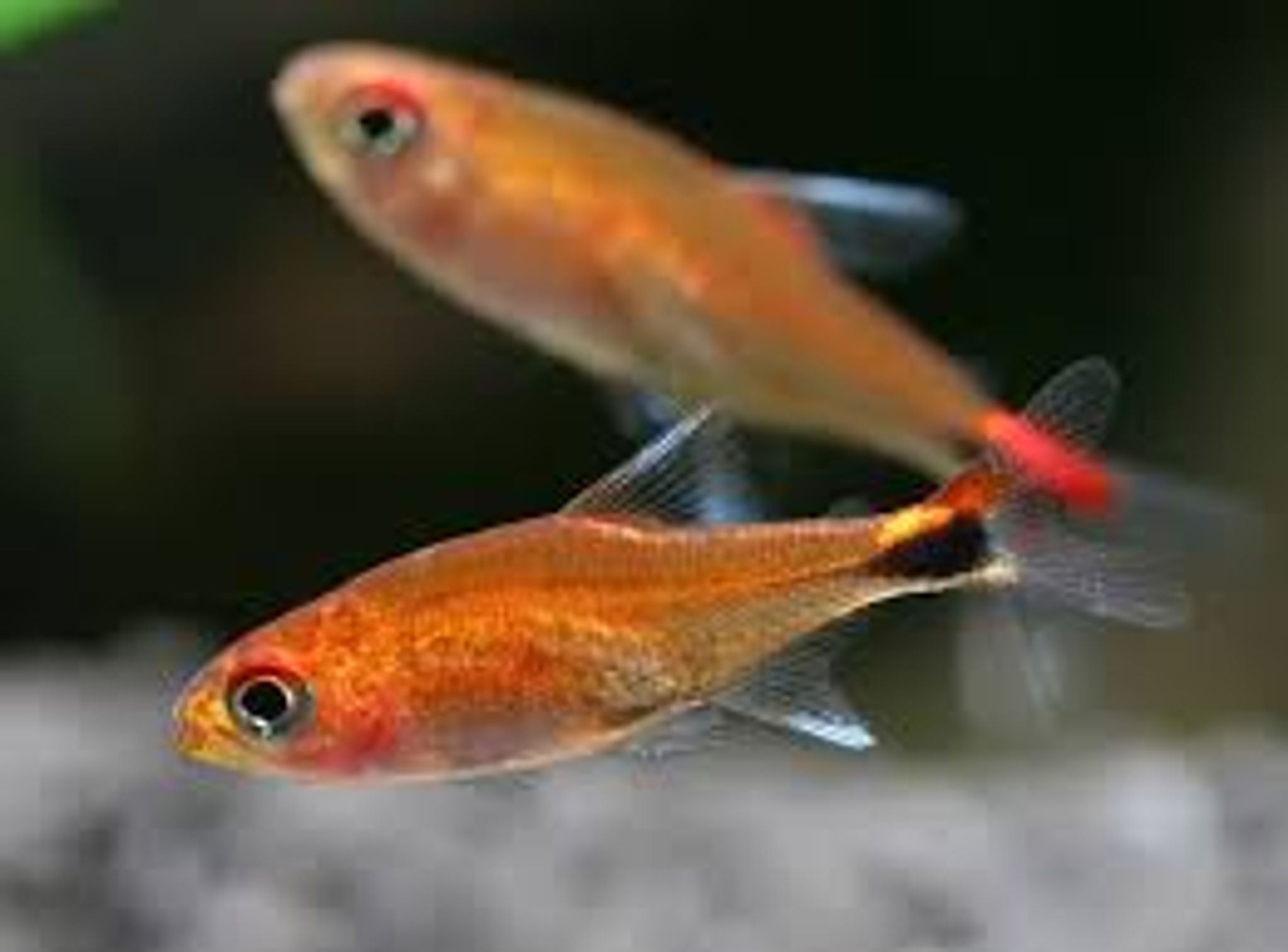AxelrodiaRiesei