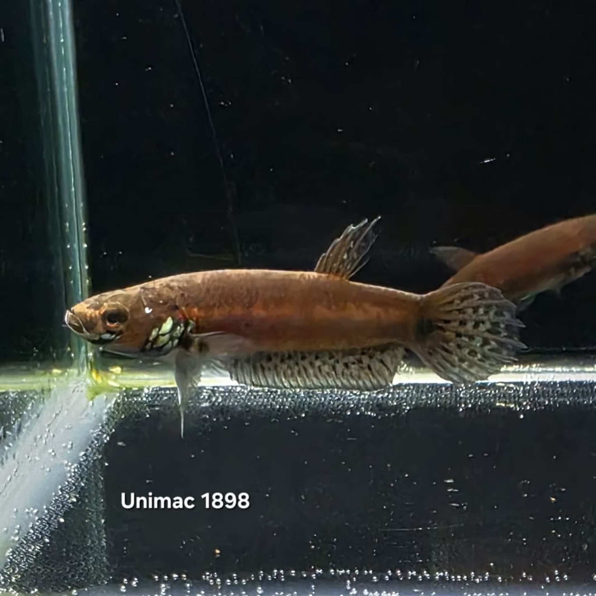 Betta cf. Unimaculata sp. 1898