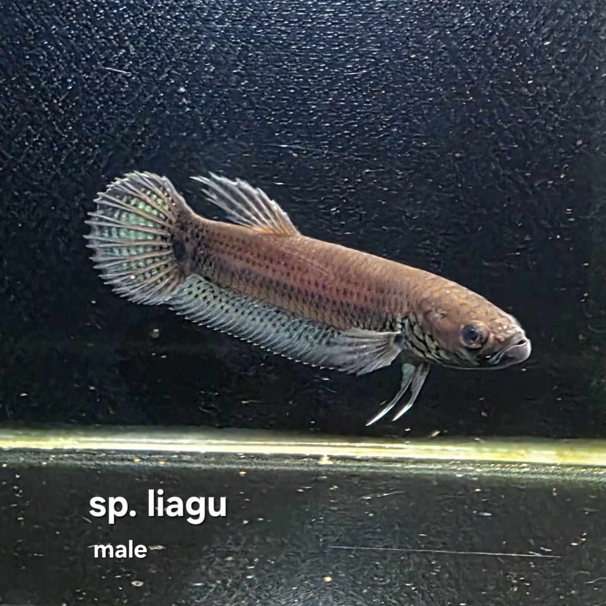 Betta cf. Unimaculata sp. Liagu