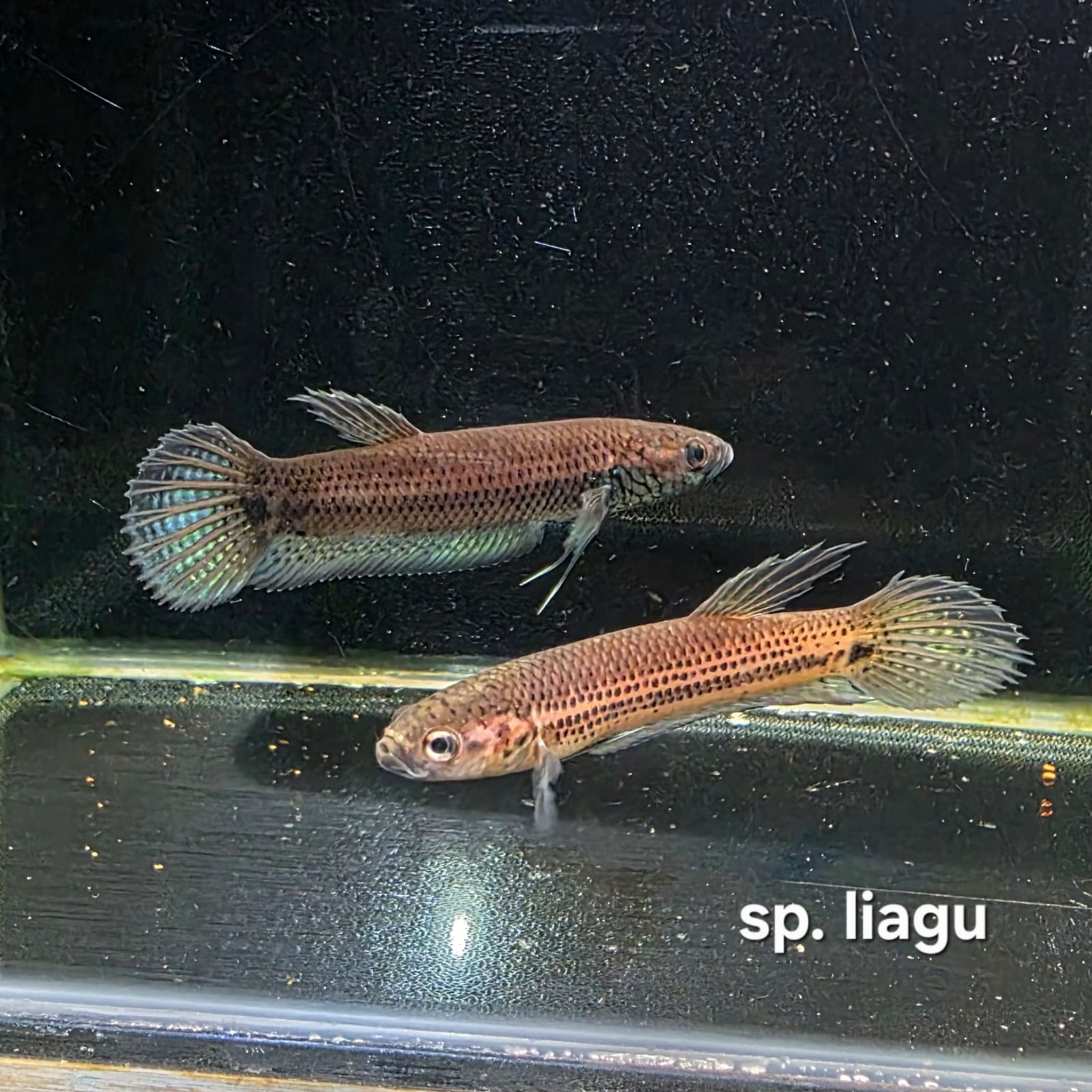 Betta cf. Unimaculata sp. Liagu