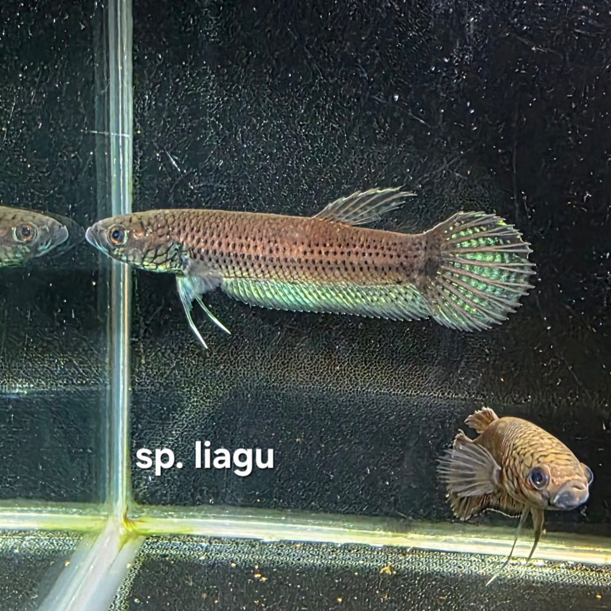Betta cf. Unimaculata sp. Liagu