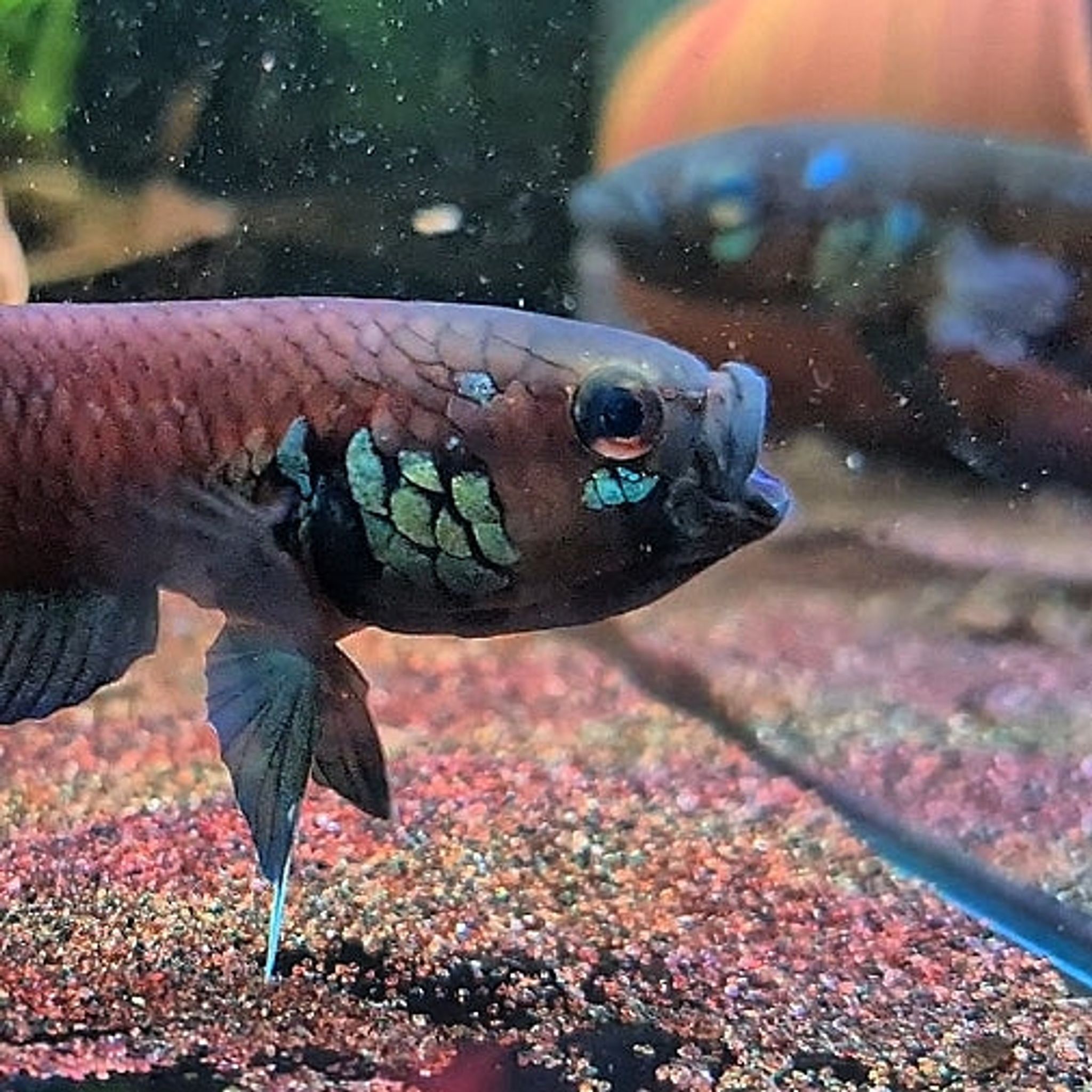Betta Compuncta