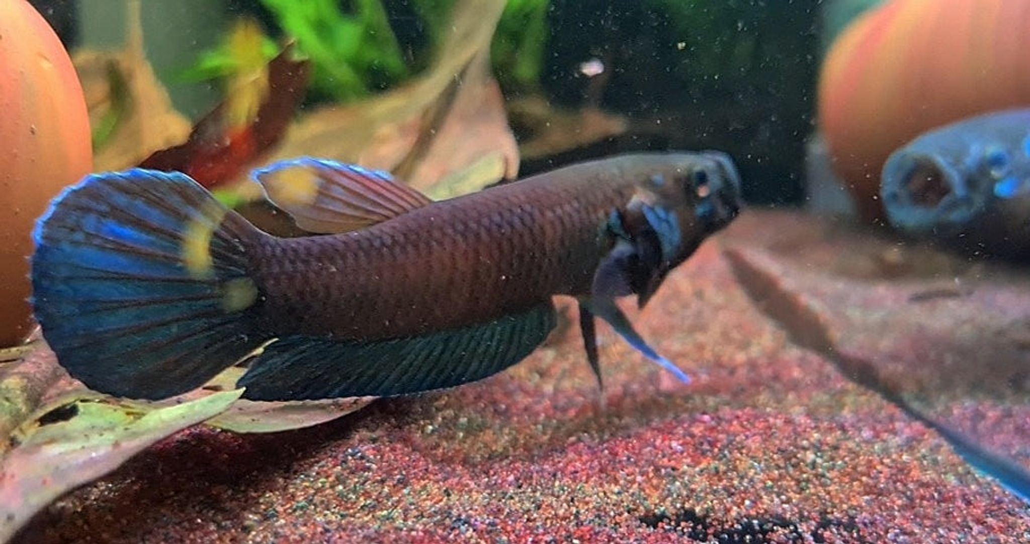 Betta Compuncta