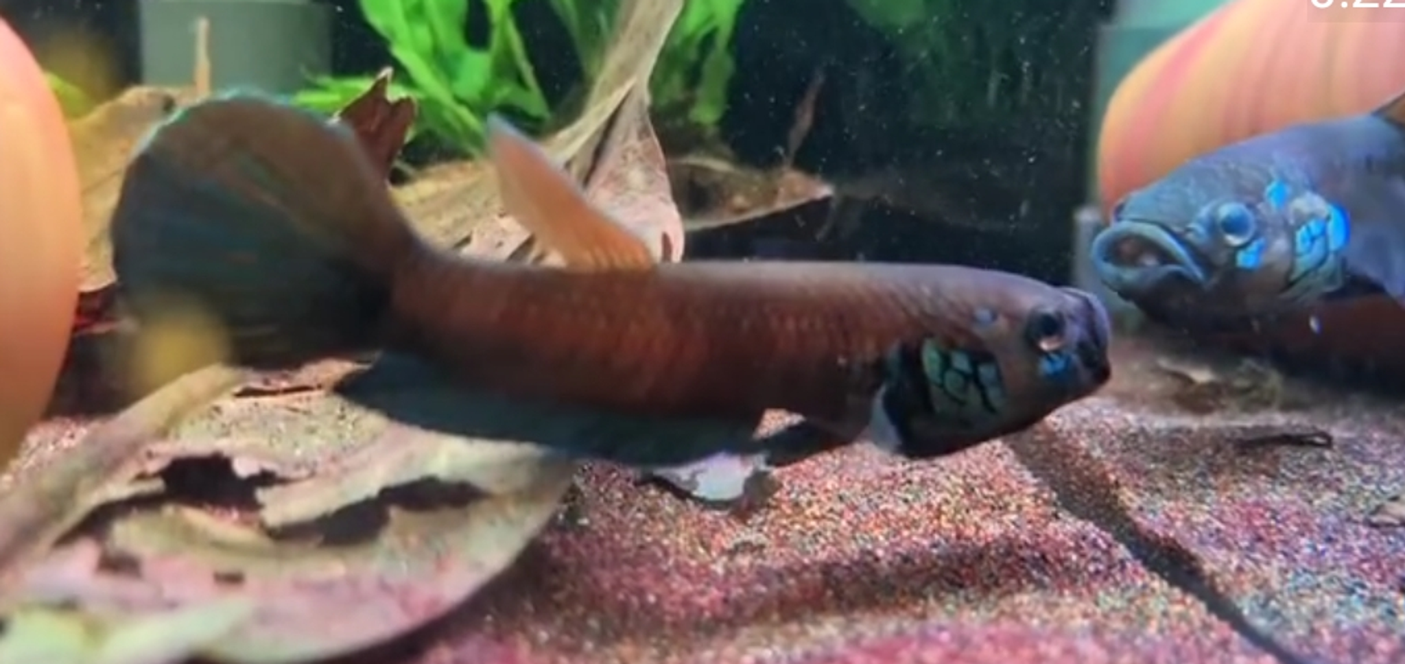 Betta Compuncta
