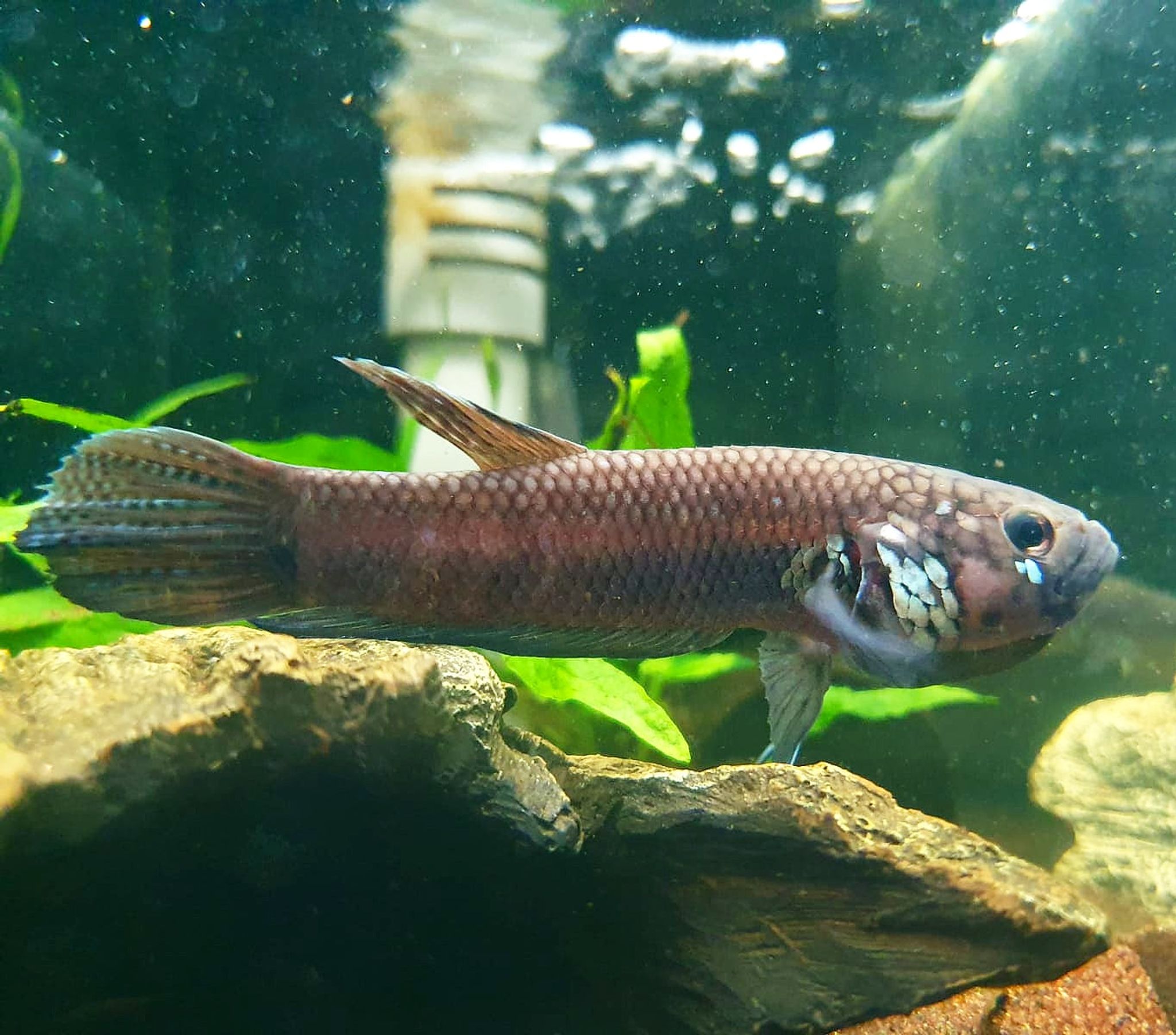 Betta Compuncta