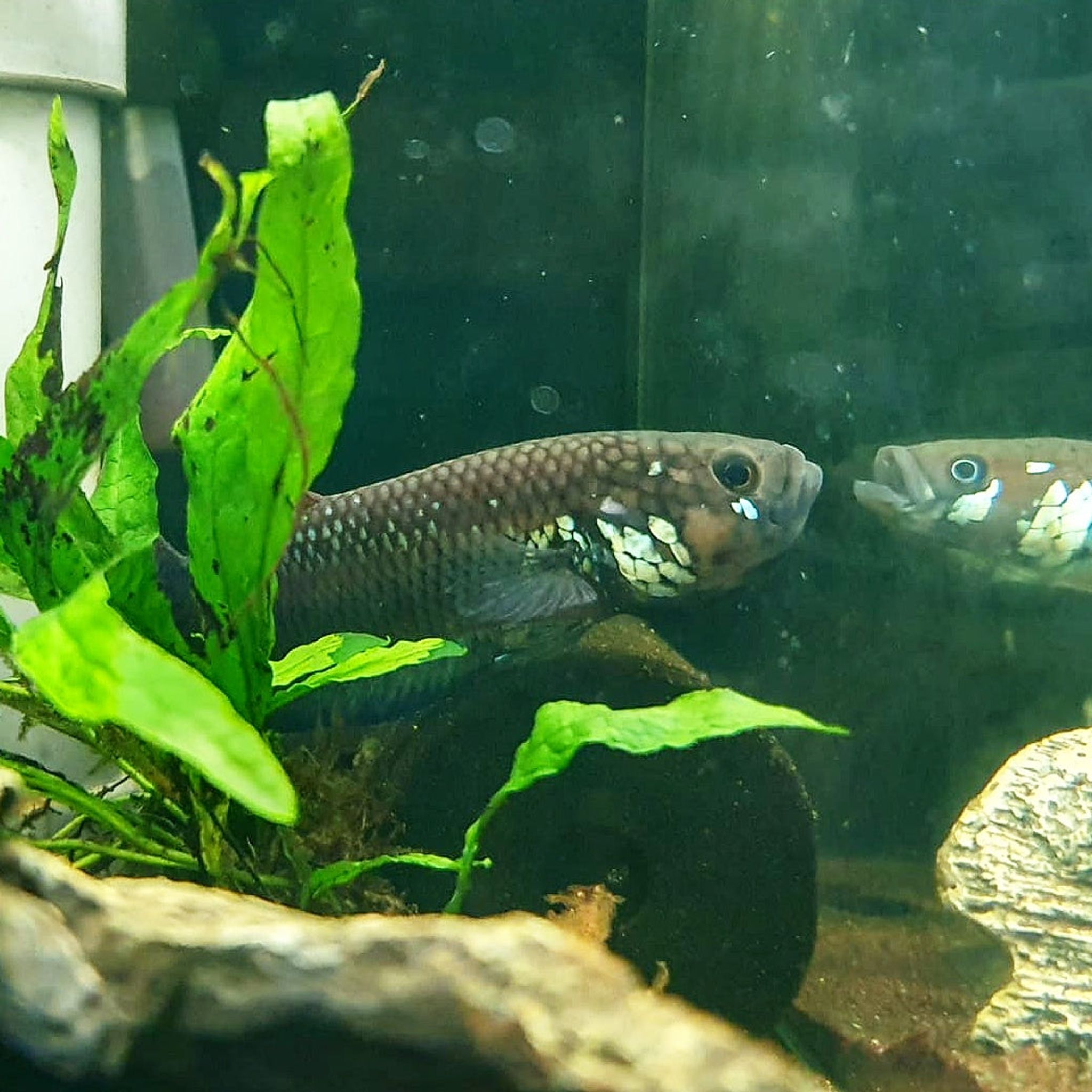 Betta Compuncta