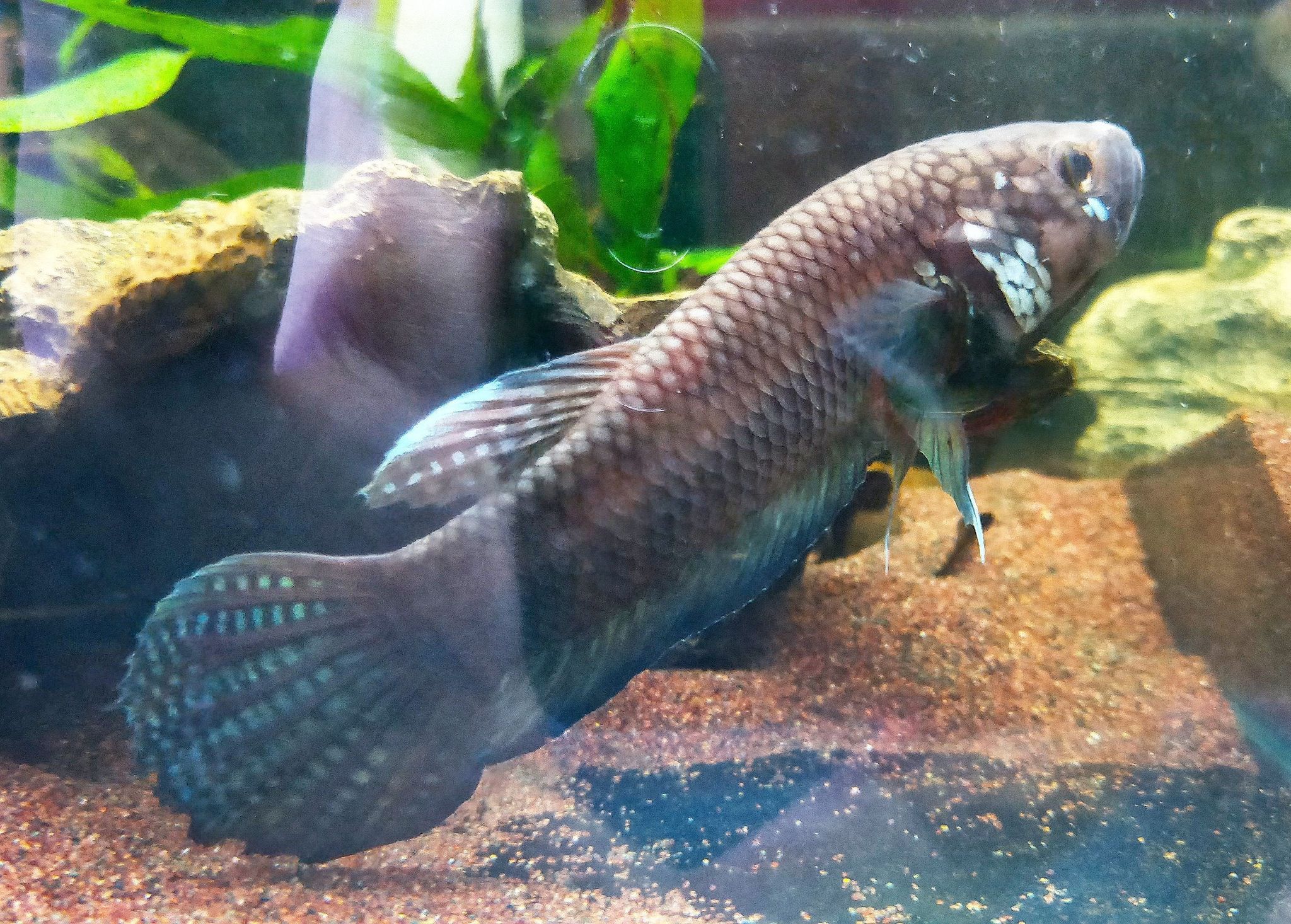 Betta Compuncta