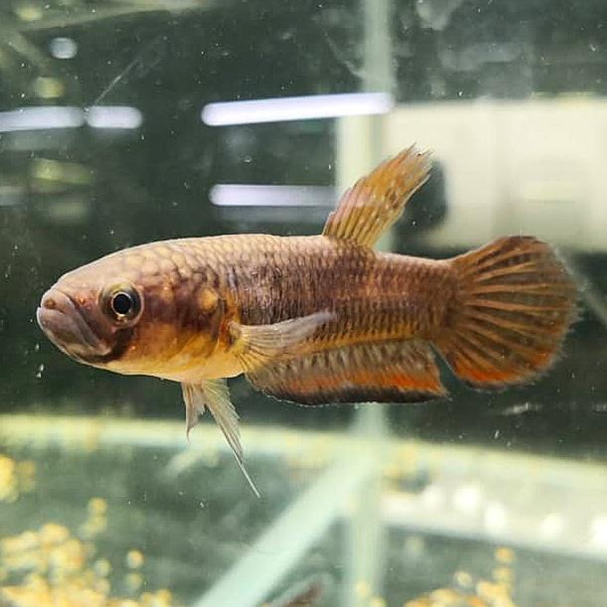 Betta Compuncta
