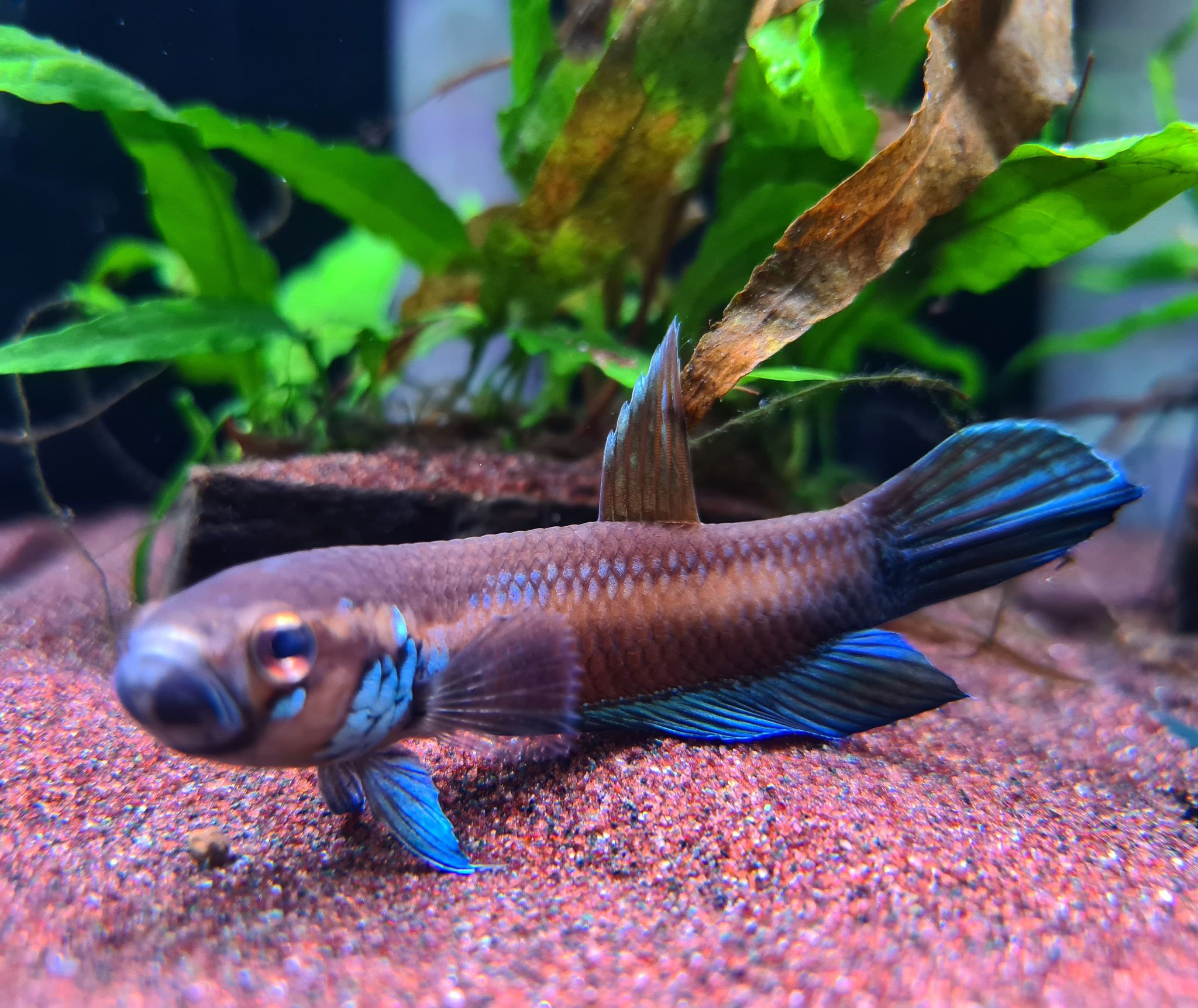 Betta Compuncta