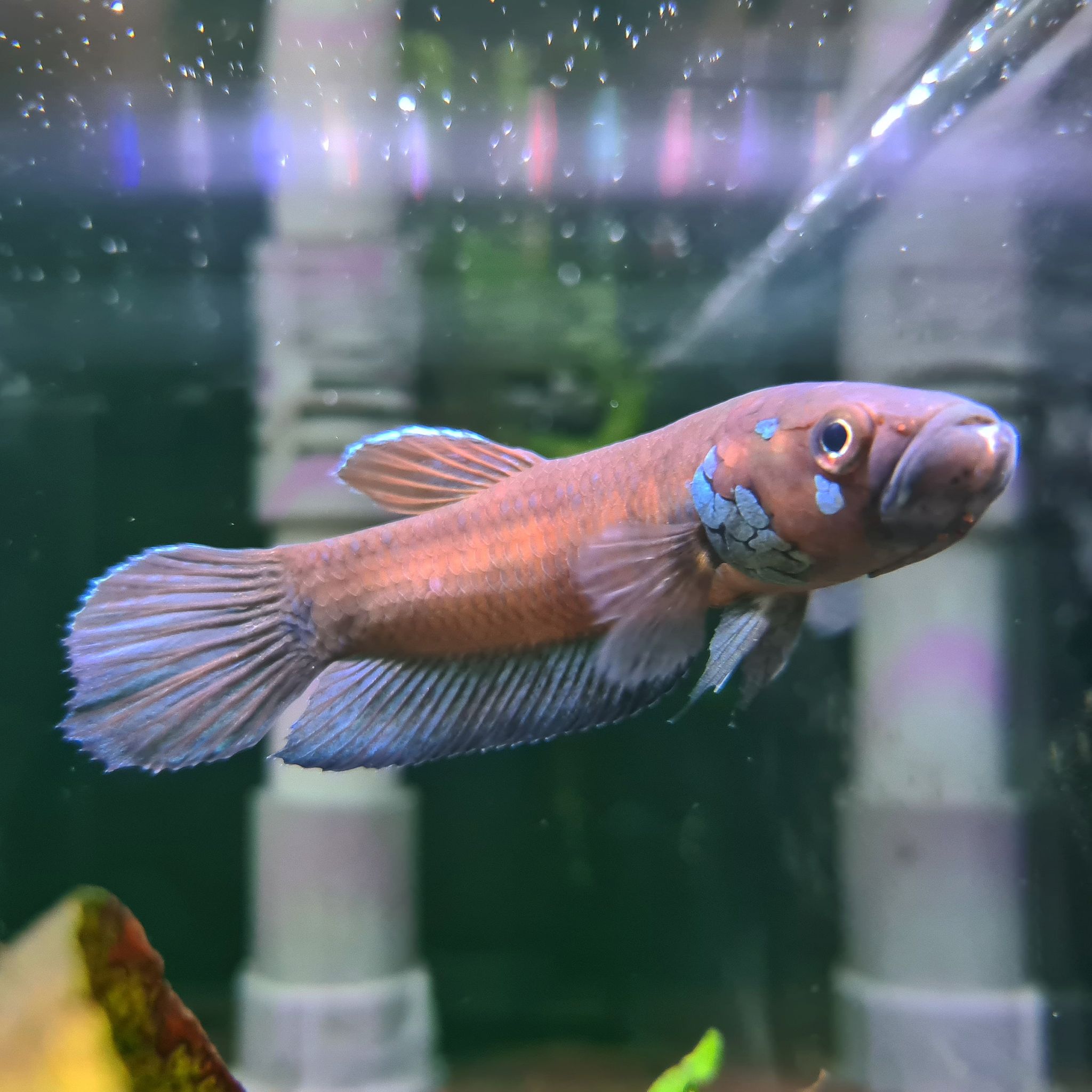 Betta Compuncta