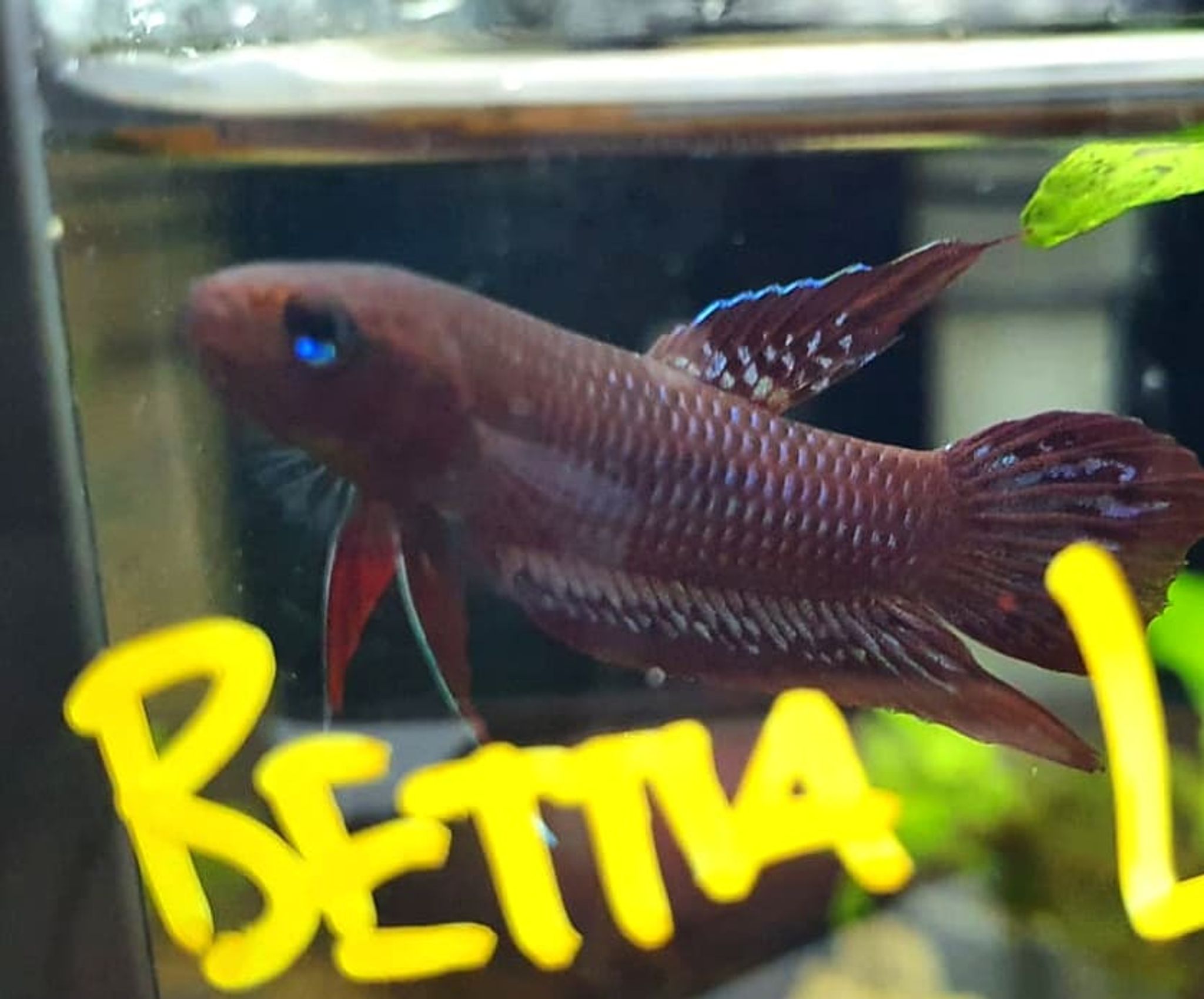 Betta Livida