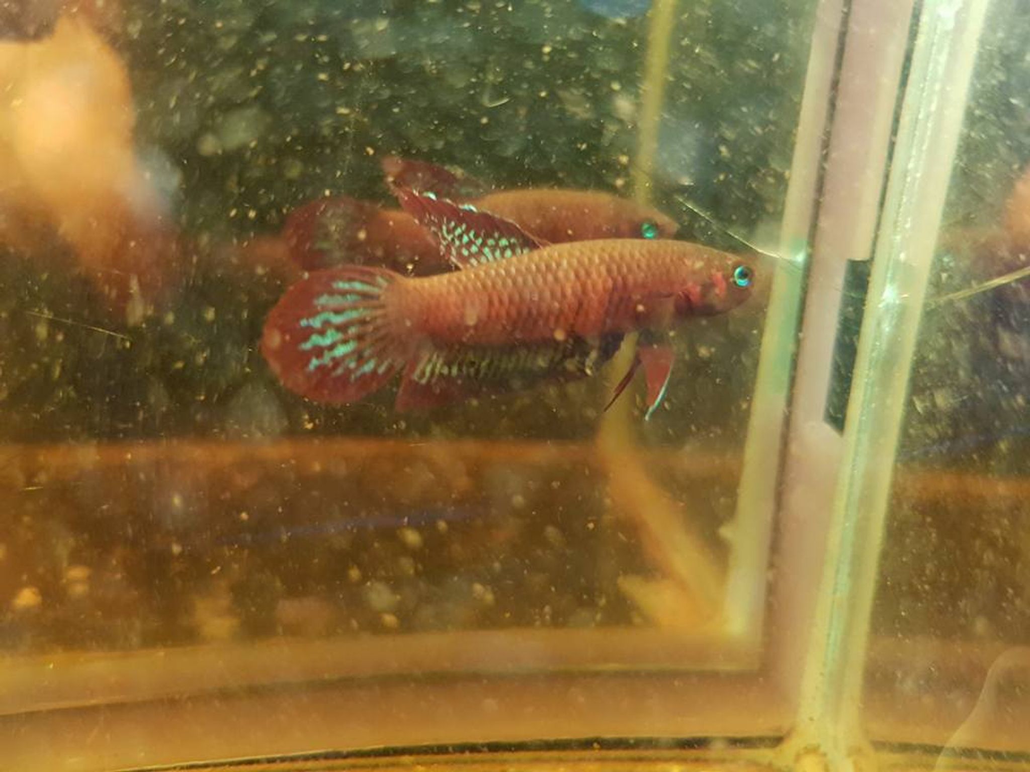 Betta Livida