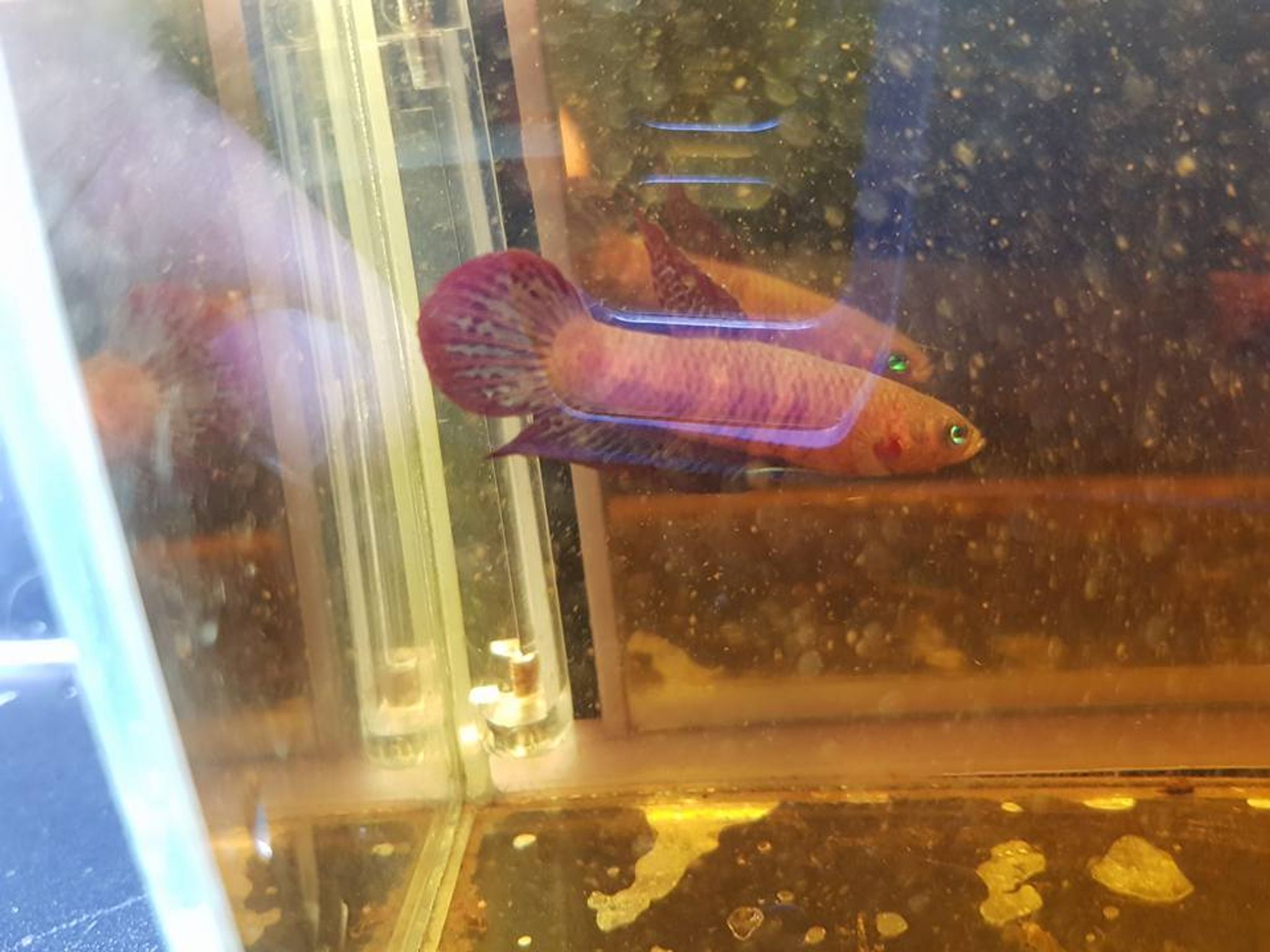 Betta Livida