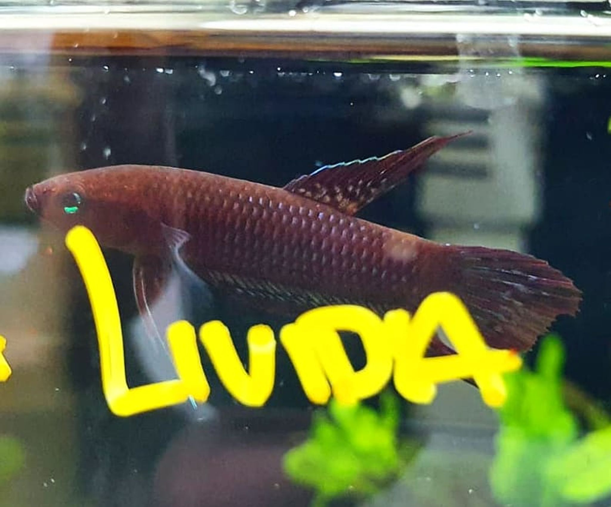 Betta Livida