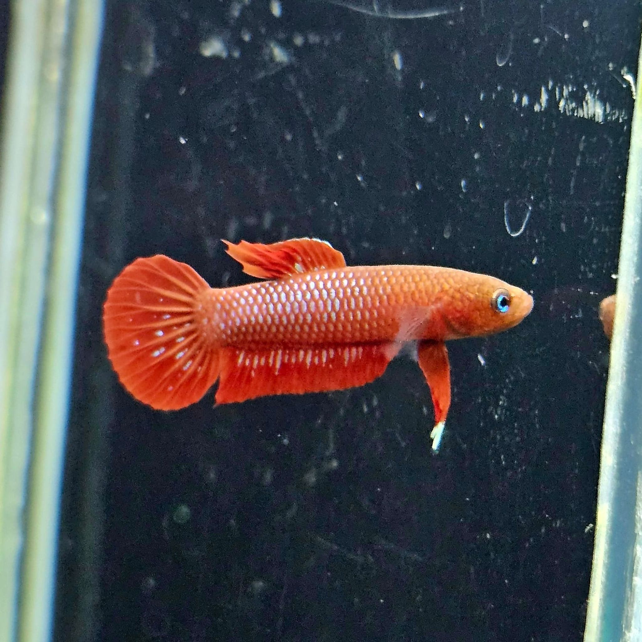 Betta Rutilans